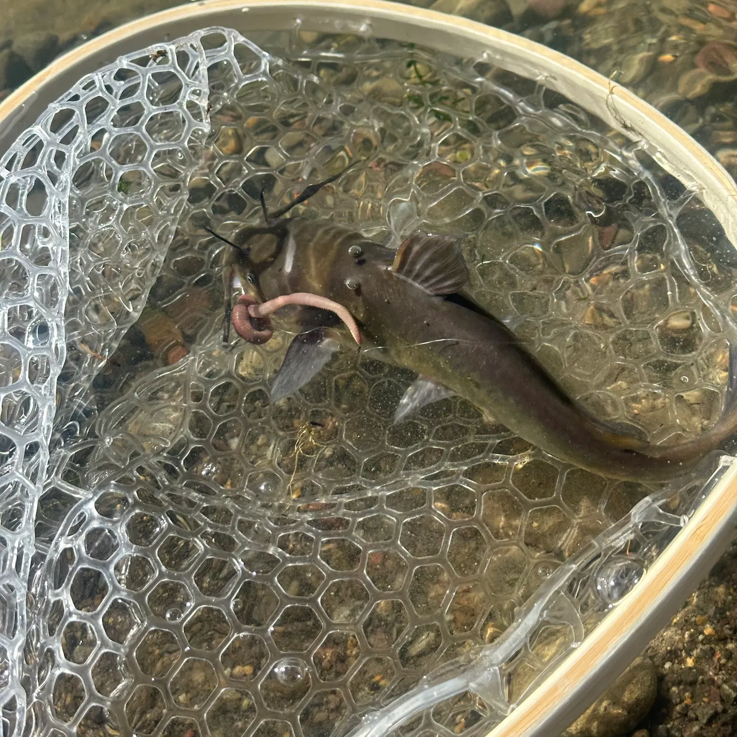 Black bullhead caught on Fishbrain