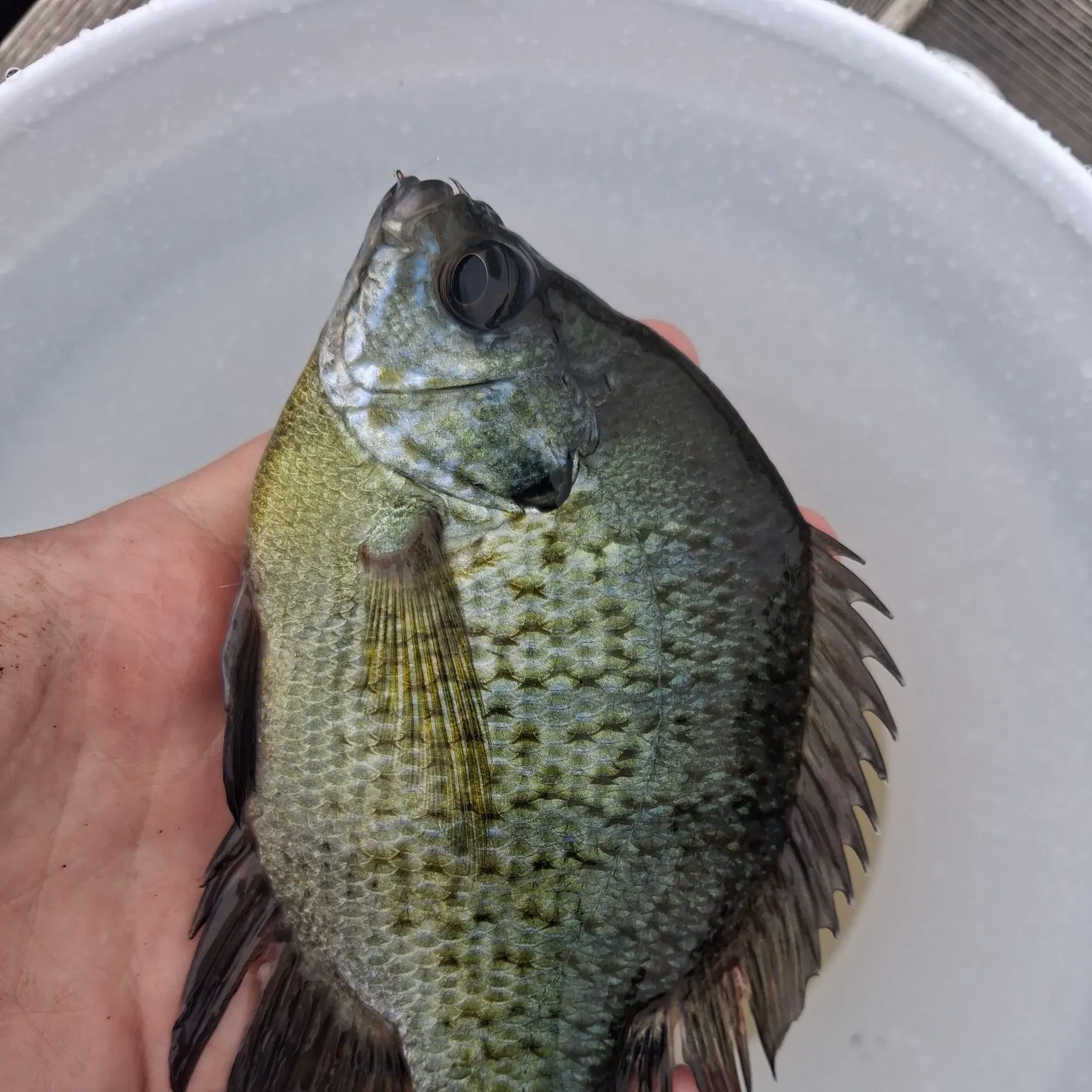 Bluegill caught on Fishbrain