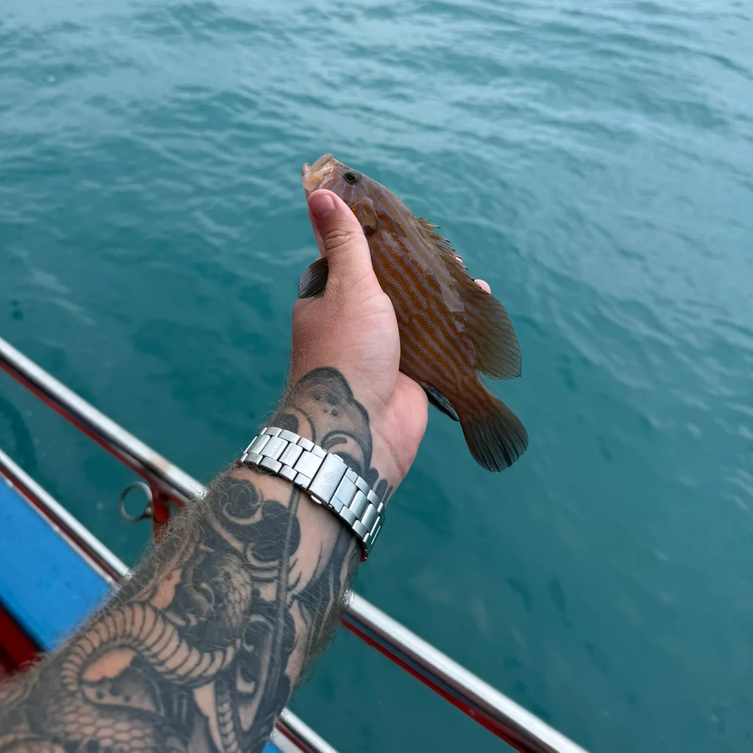 The most recent Black grouper catches on Fishbrain