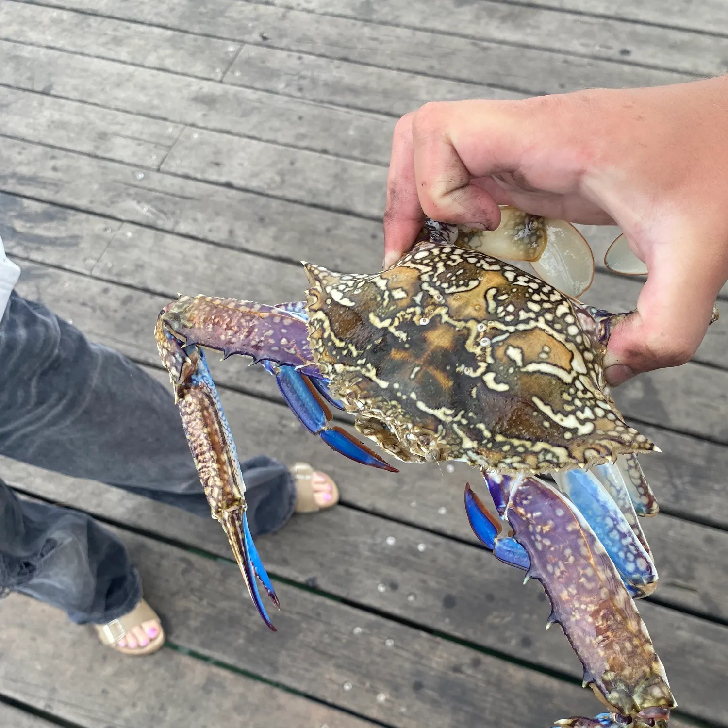Blue swimmer crab caught on Fishbrain