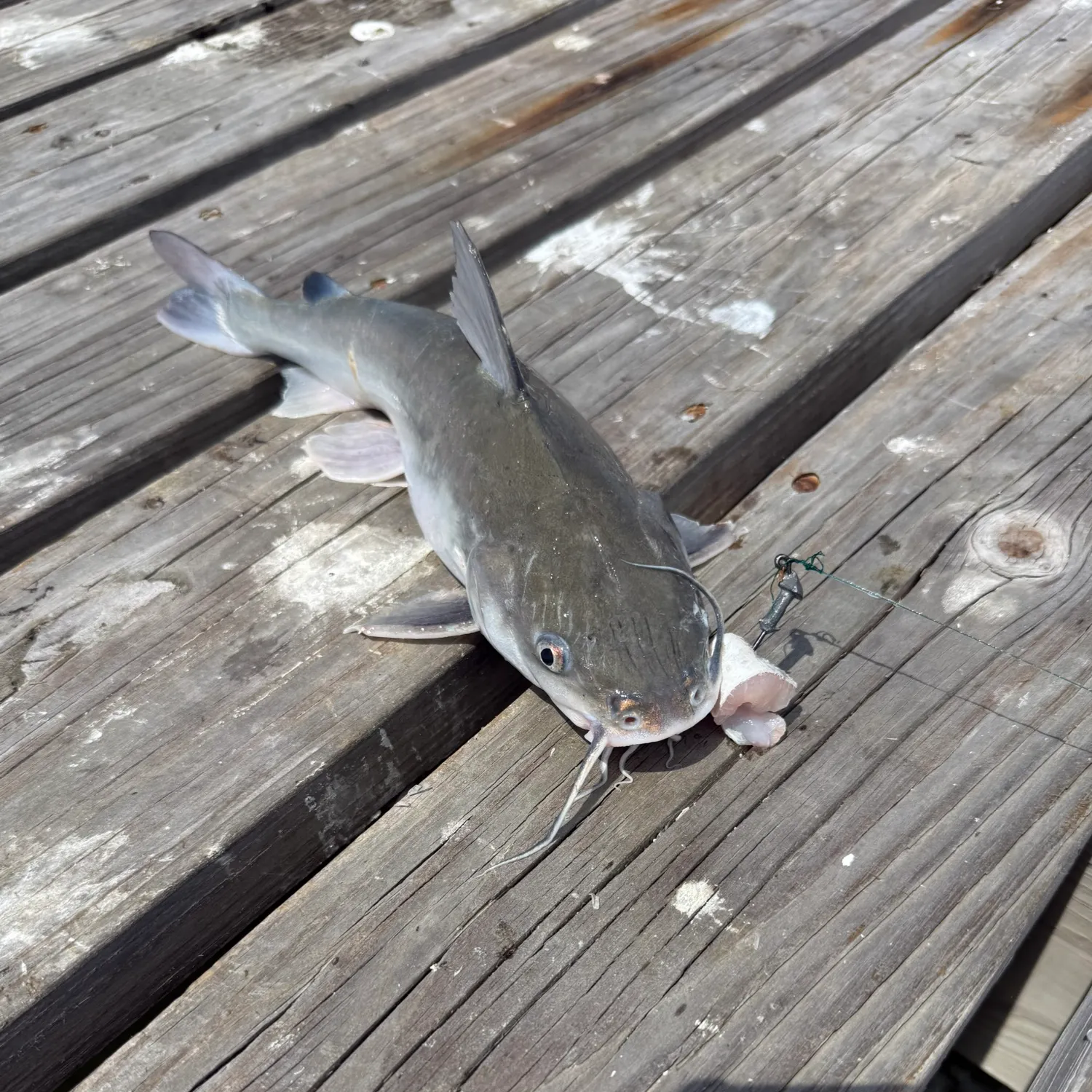 Gafftopsail sea catfish caught on Fishbrain