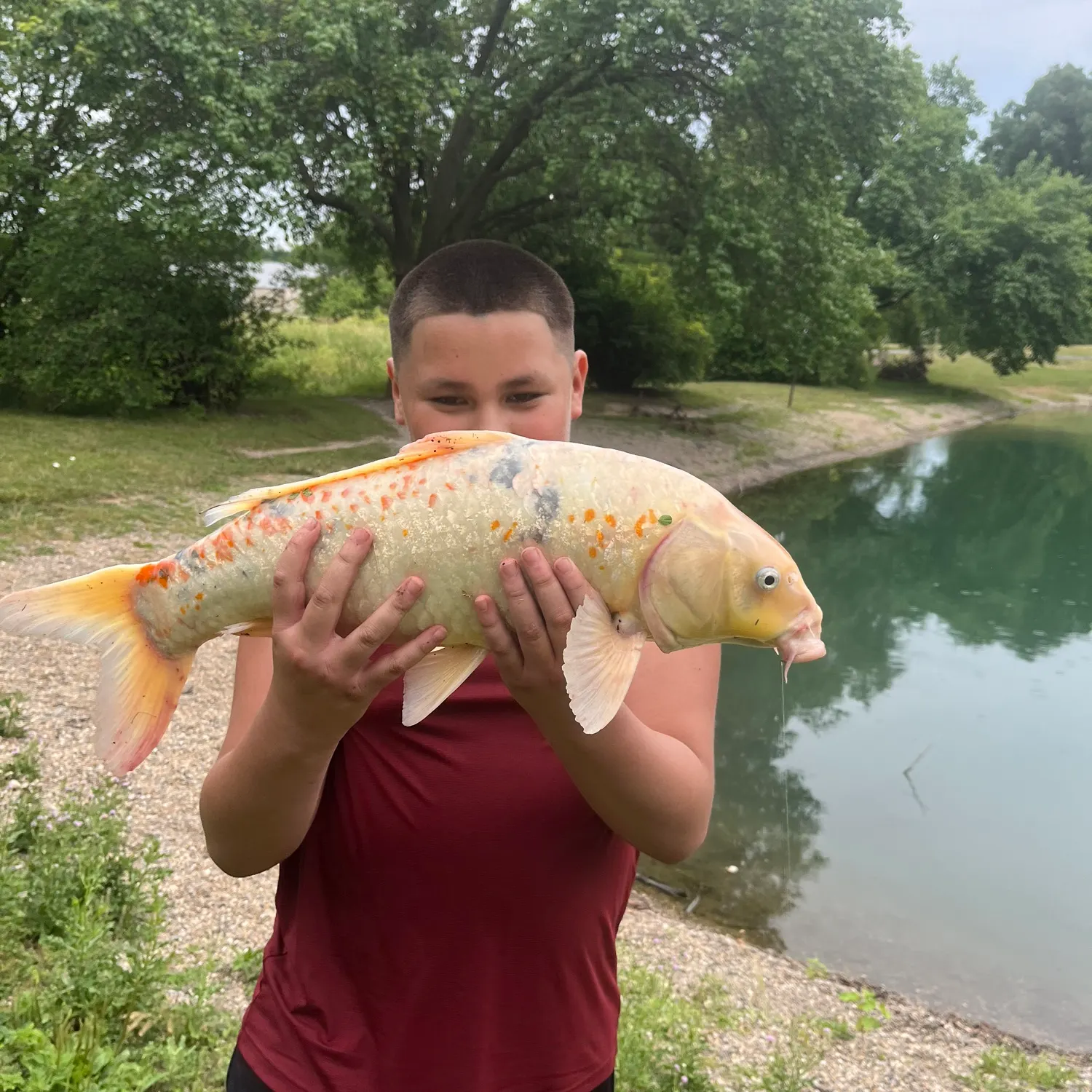 Koi carp caught on Fishbrain