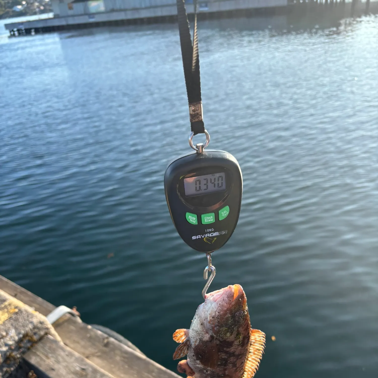 Goldsinny wrasse caught on Fishbrain
