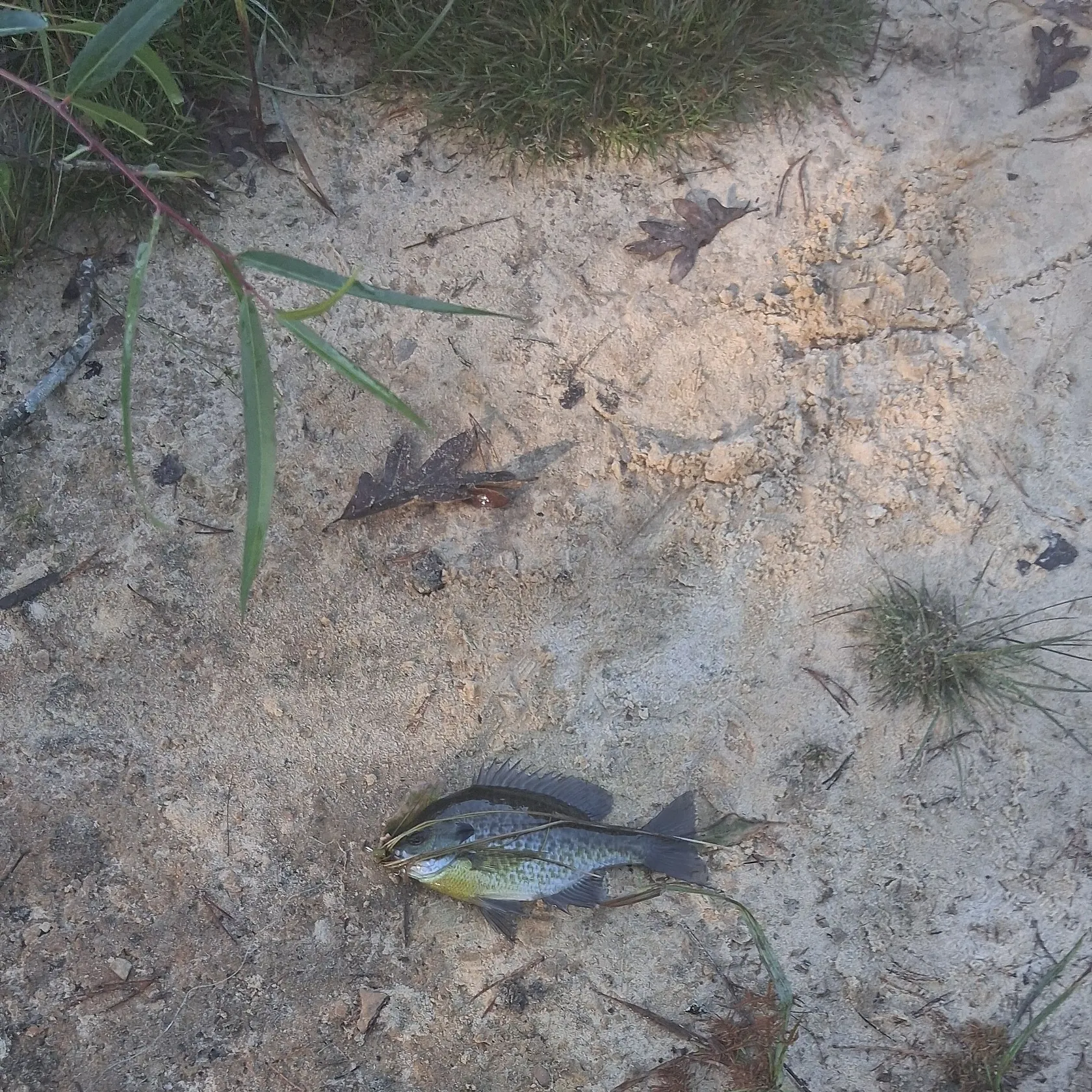 Bluegill caught on Fishbrain