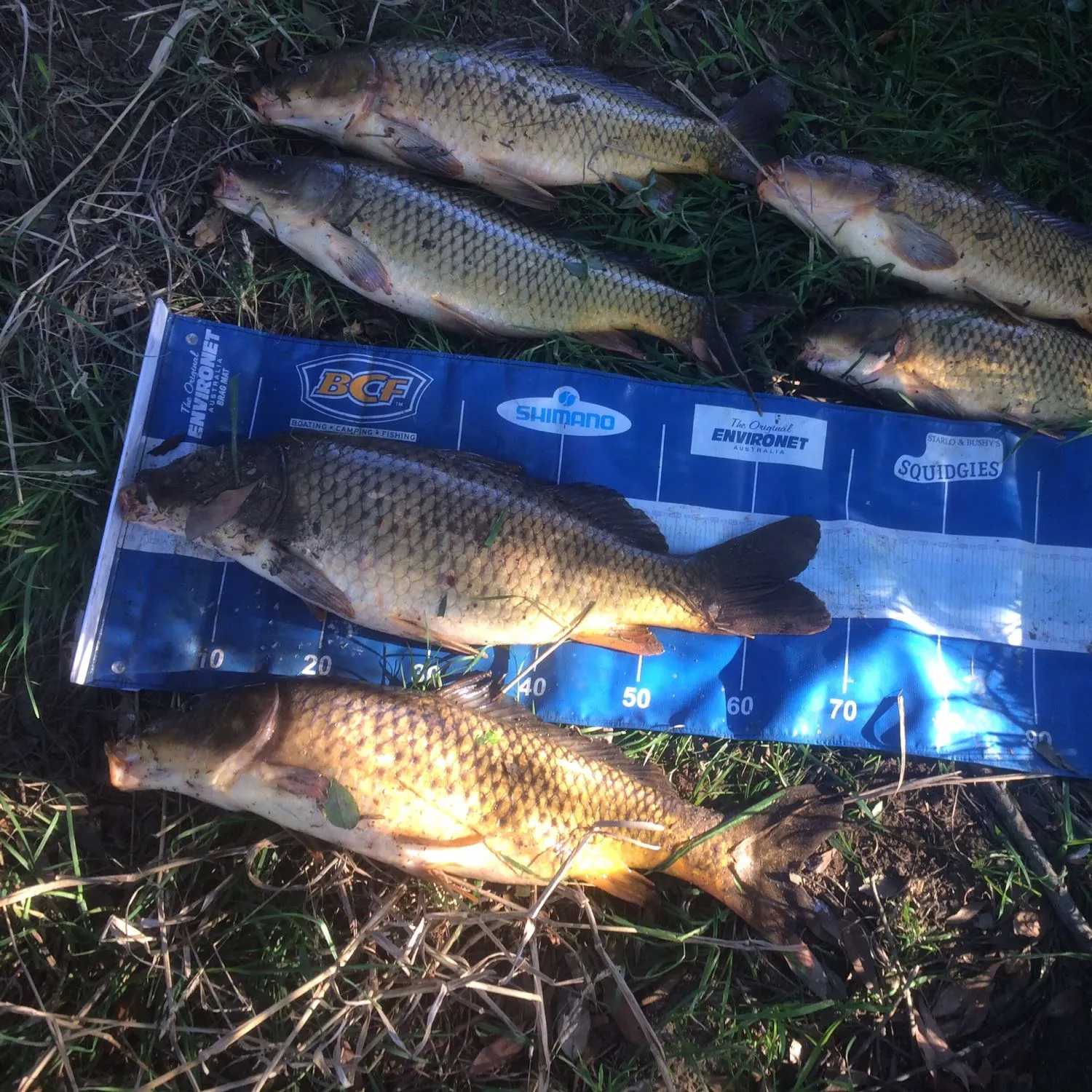 recently logged catches