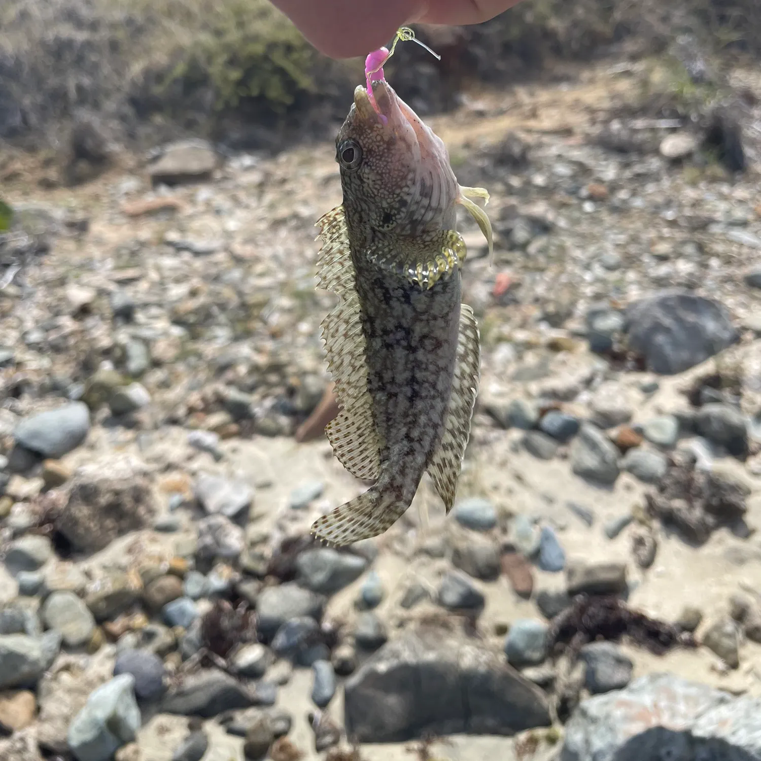 The most recent Shanny catches on Fishbrain