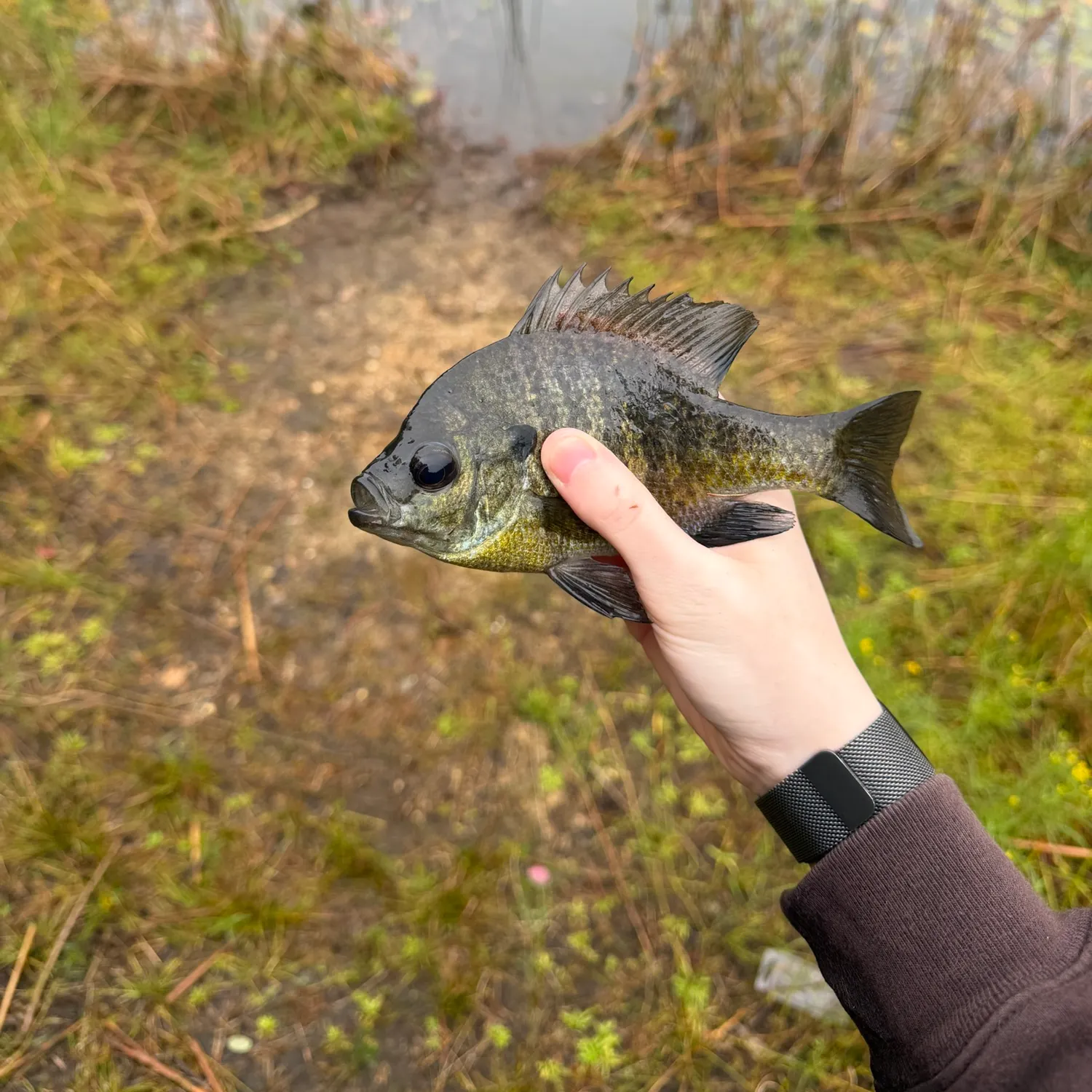 Bluegill caught on Fishbrain