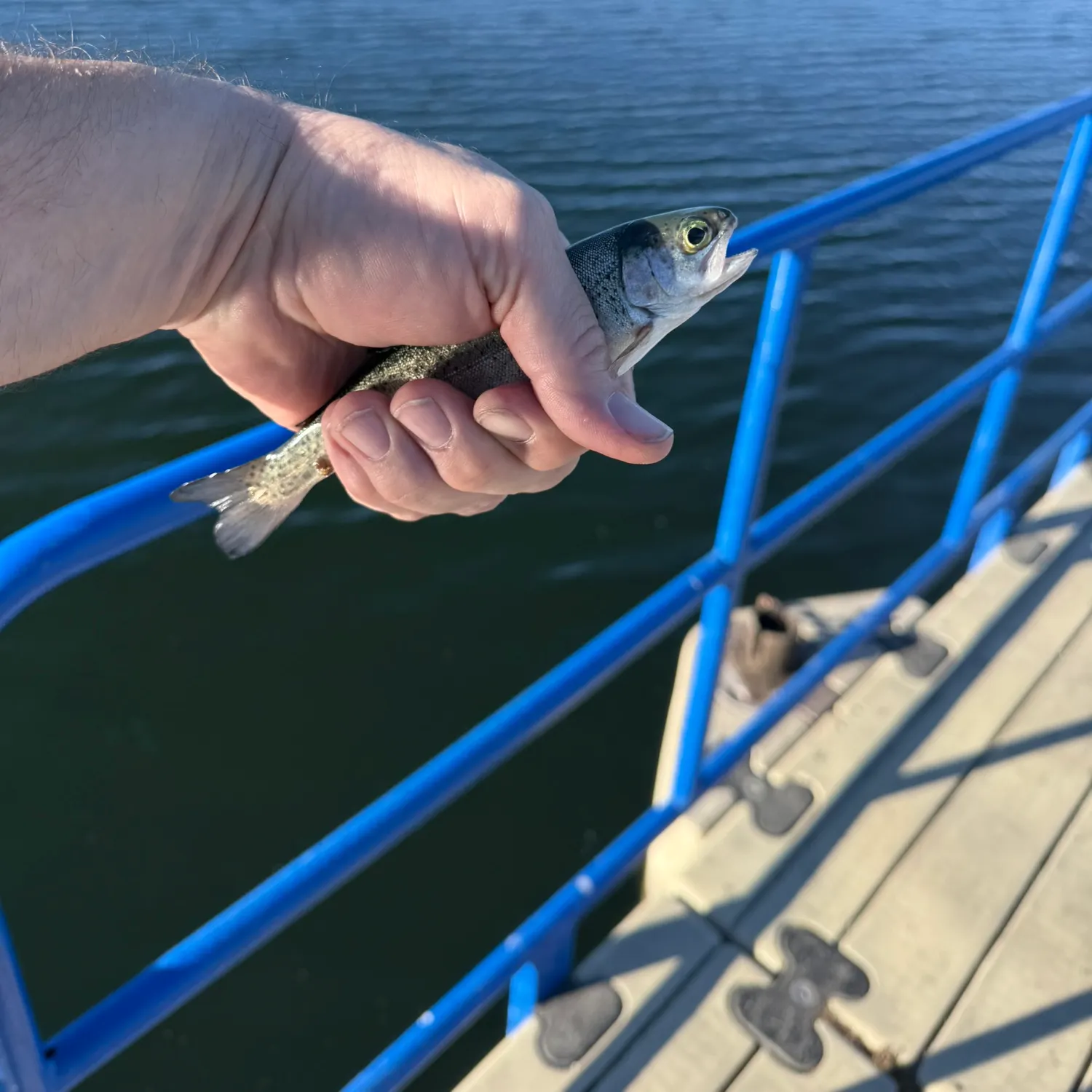 Rainbow trout caught on Fishbrain