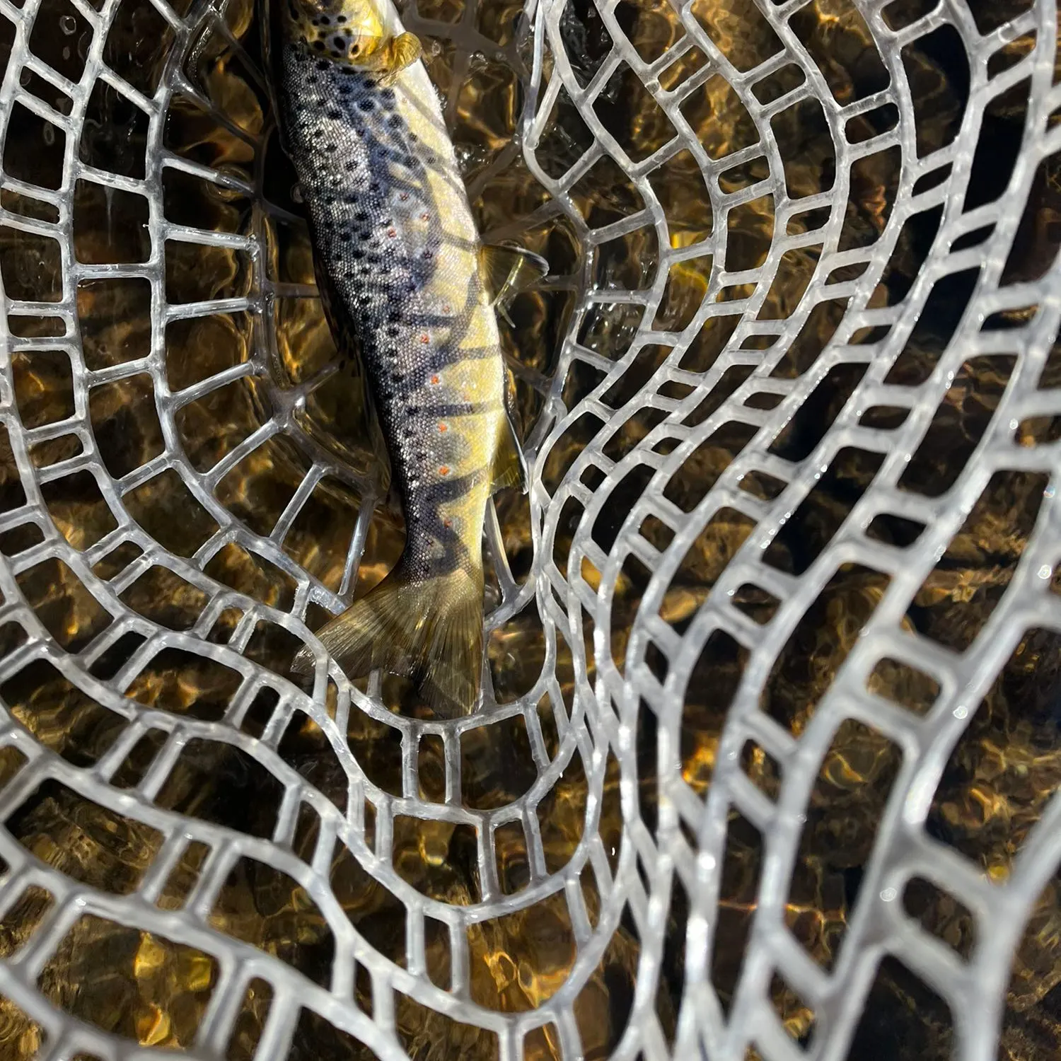 angler catch