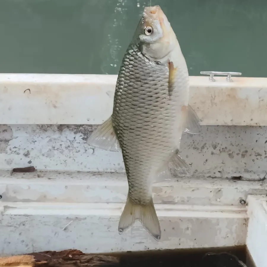 European chub caught on Fishbrain