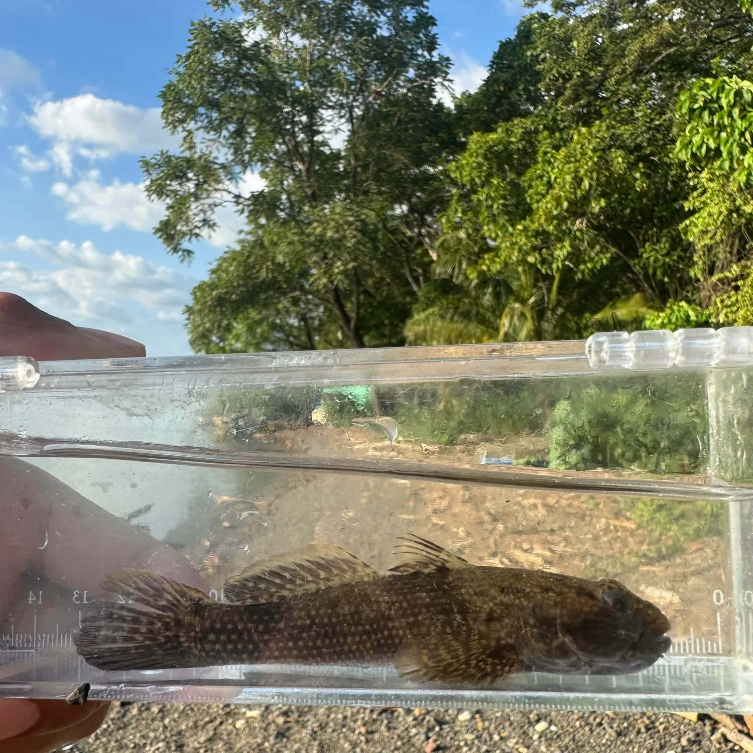 The most recent Estuarine frillfin catches on Fishbrain