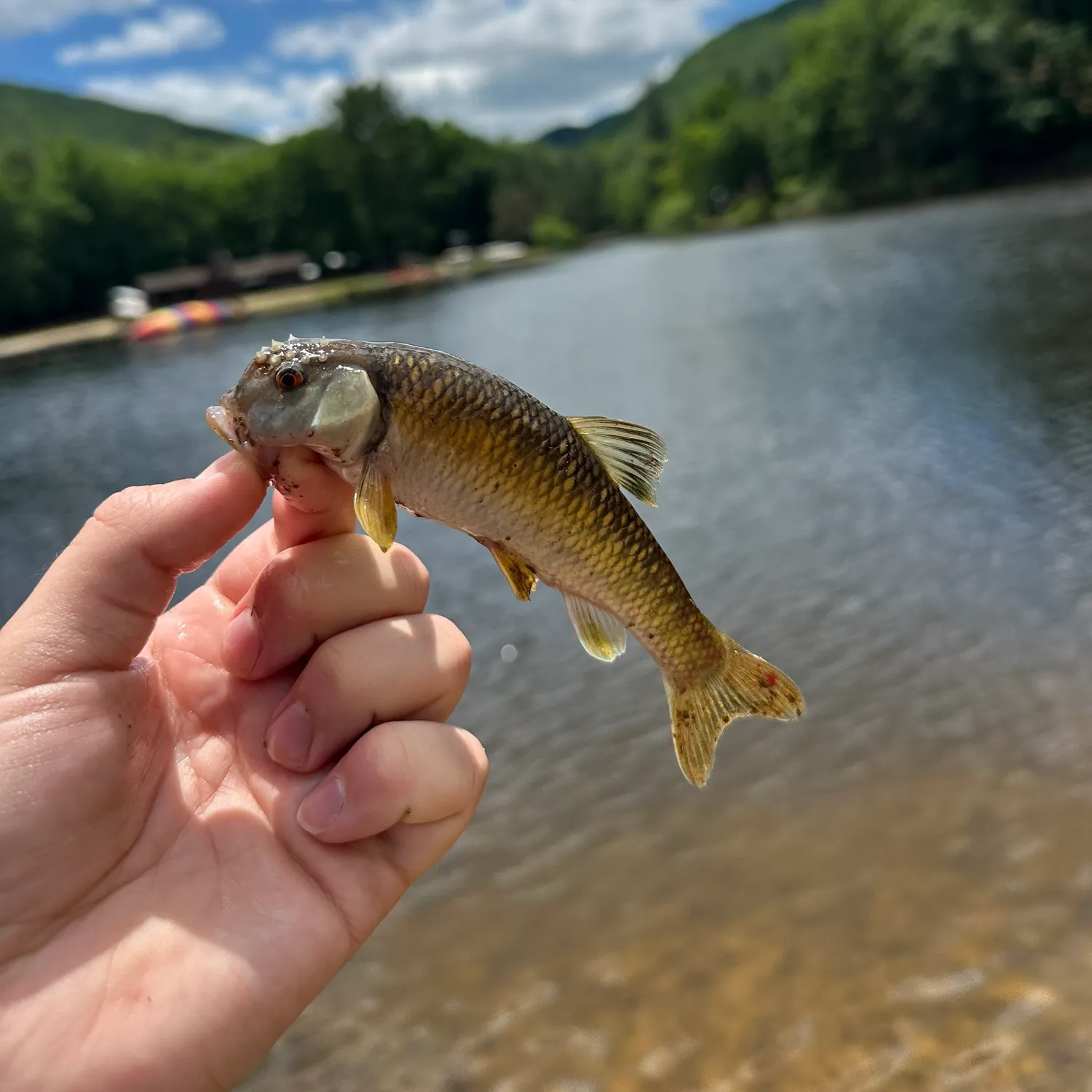 The most recent River chub catches on Fishbrain