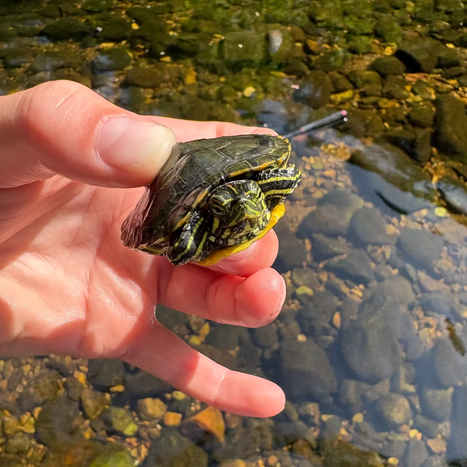The most recent Pond slider turtle catches on Fishbrain