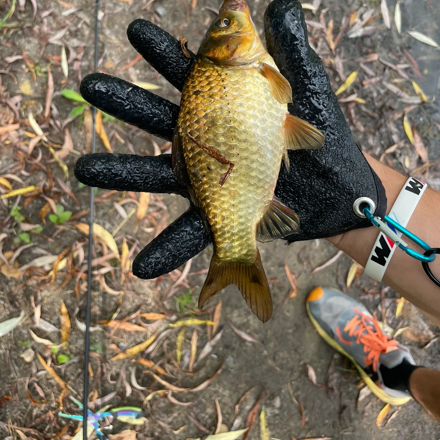 The most recent Crucian carp catches on Fishbrain