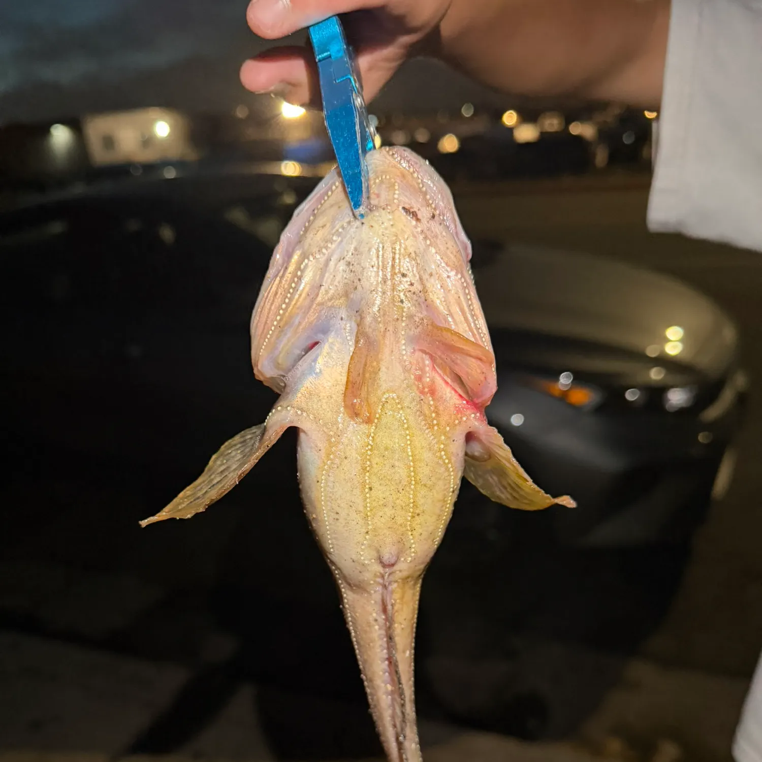 Fish caught on Fishbrain