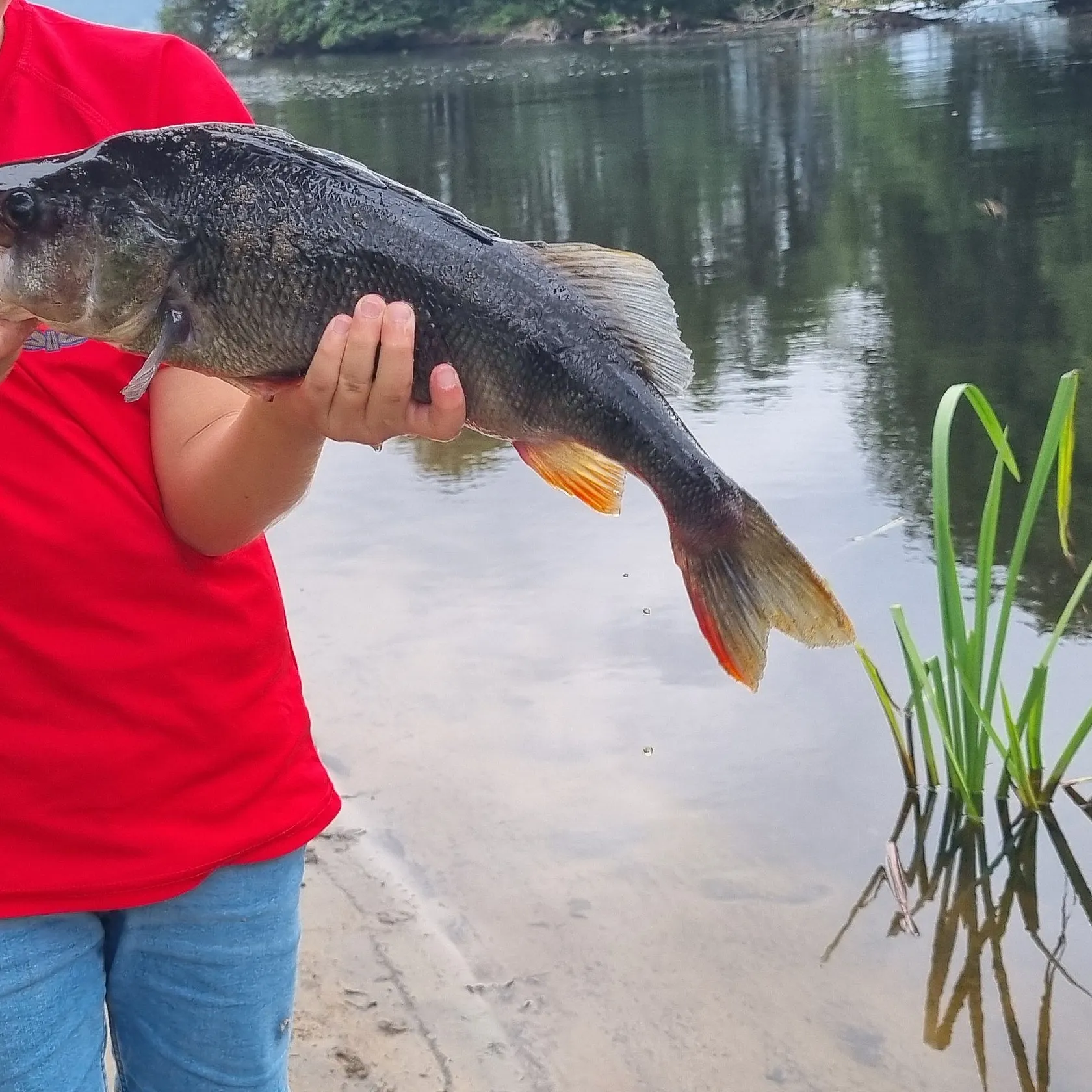 European perch caught on Fishbrain