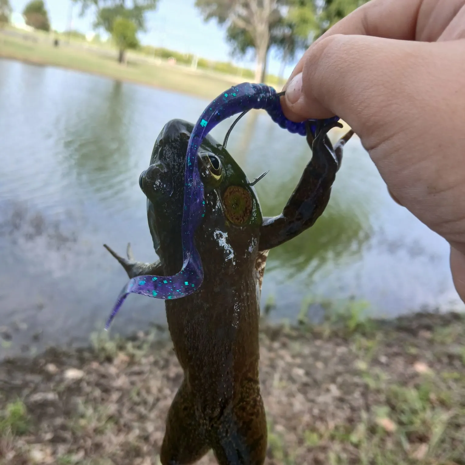 American bullfrog caught on Fishbrain
