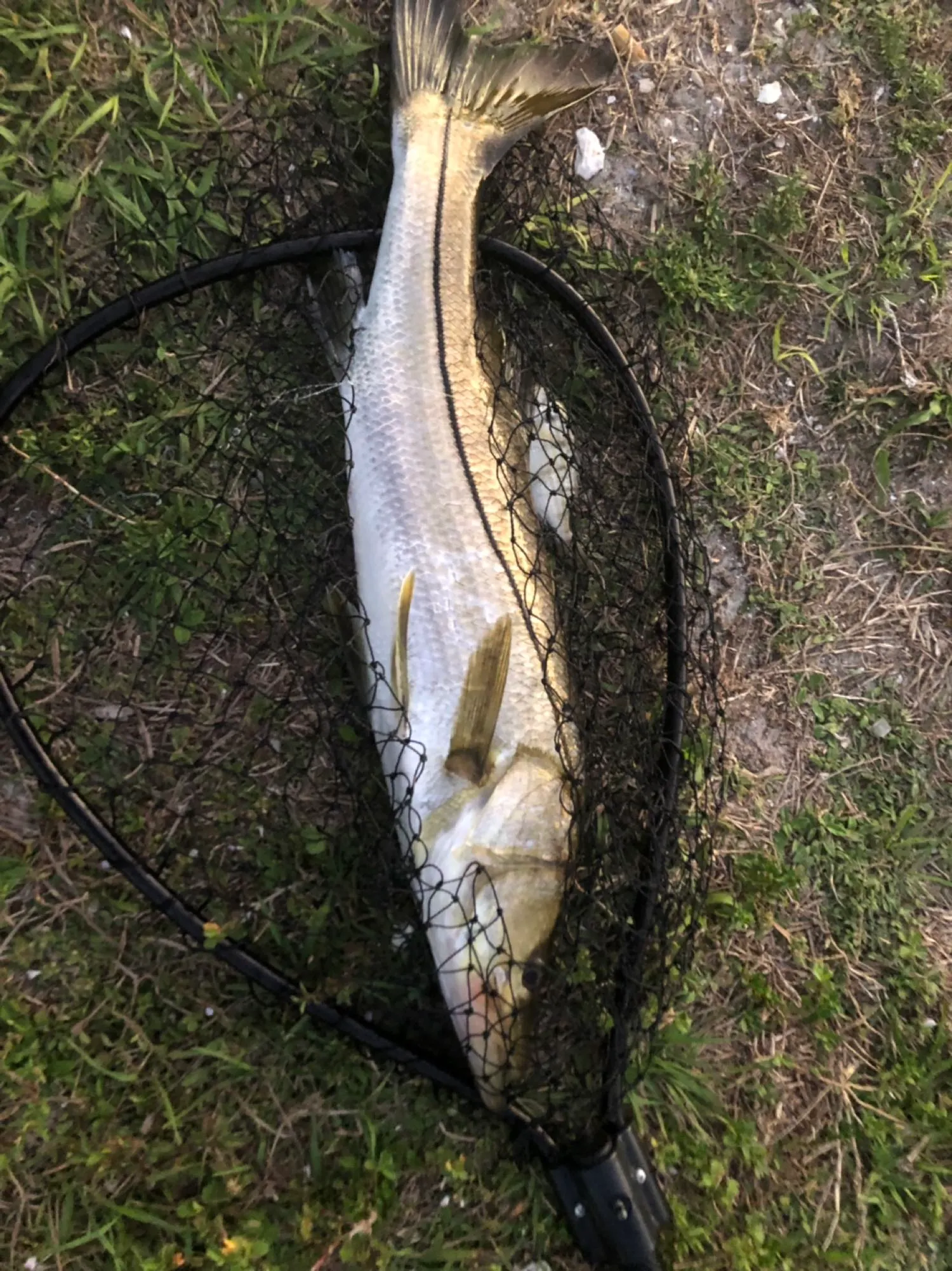 Post image from fcoryell