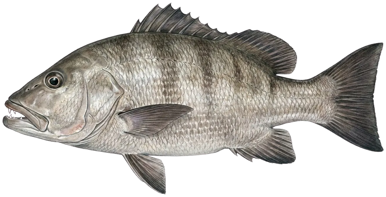 Pacific cubera snapper