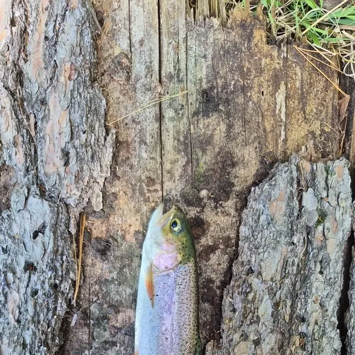 Rainbow trout caught on Fishbrain