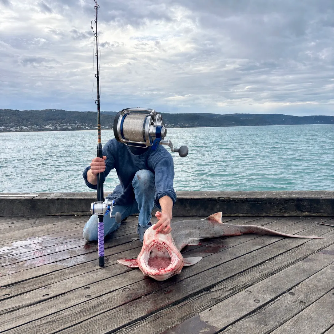 Broadnose sevengill shark caught on Fishbrain