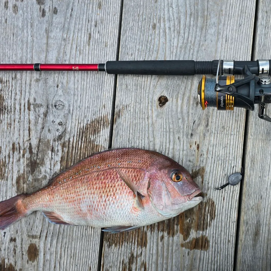Red seabream caught on Fishbrain