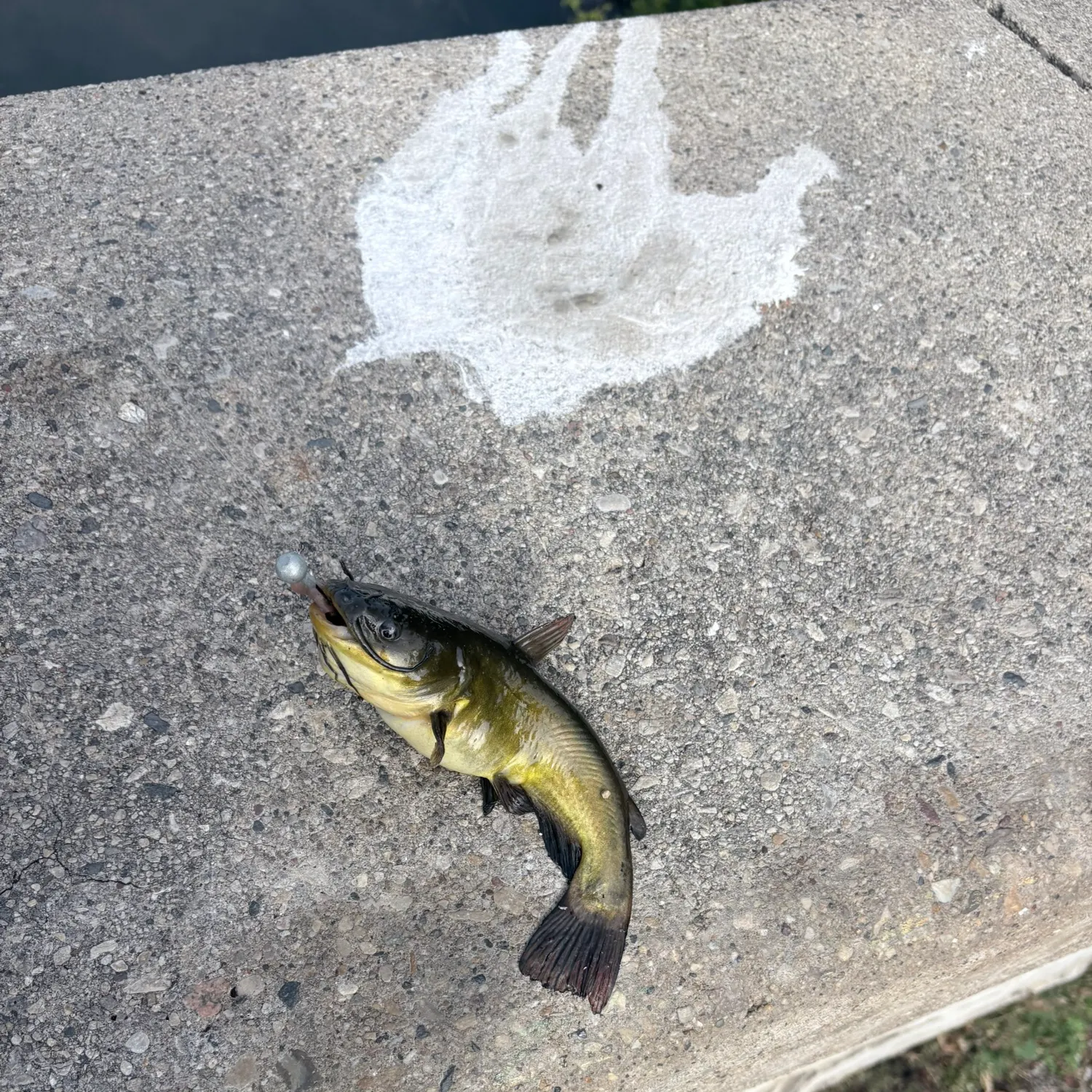 Yellow bullhead caught on Fishbrain