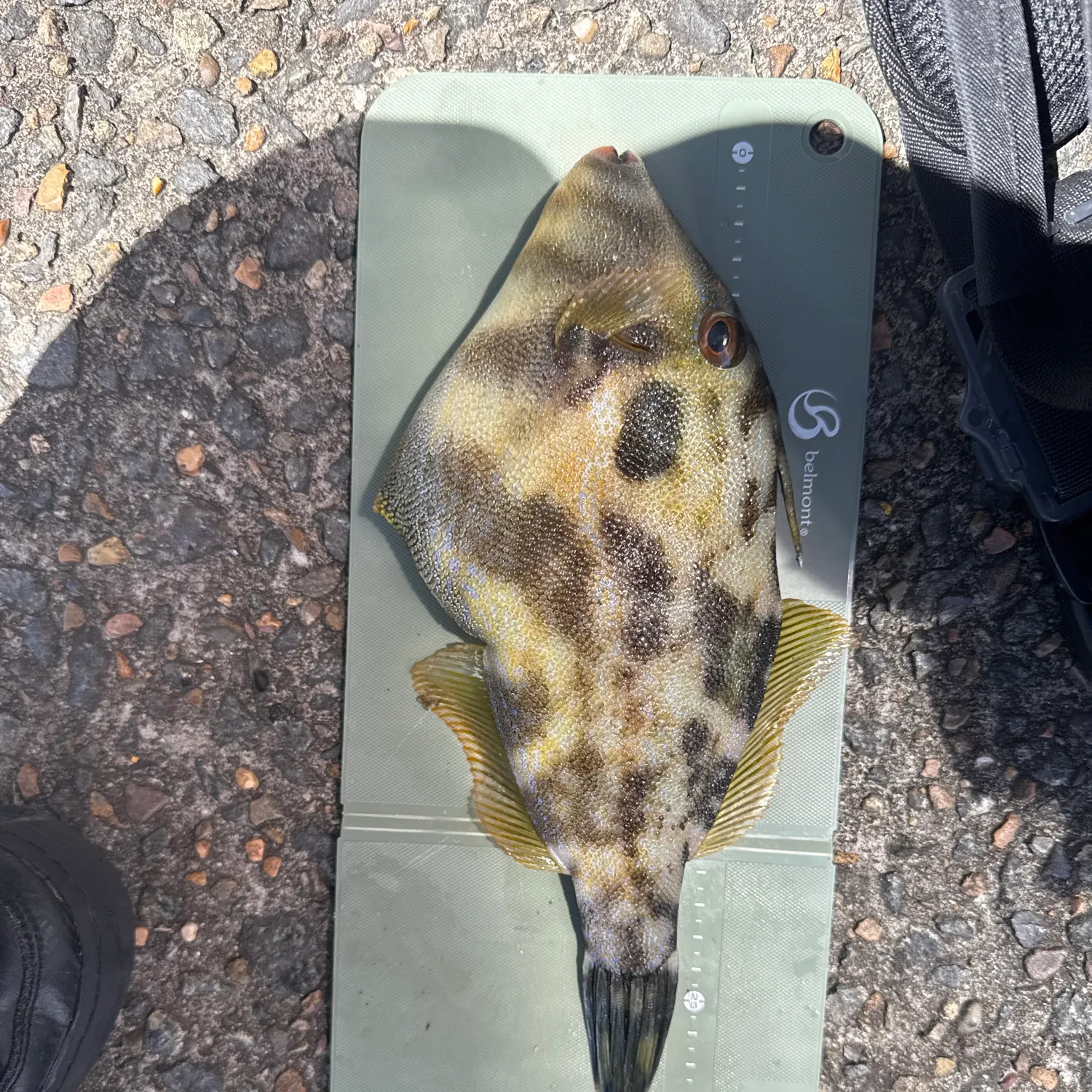 The most recent Fan-bellied leatherjacket catches on Fishbrain