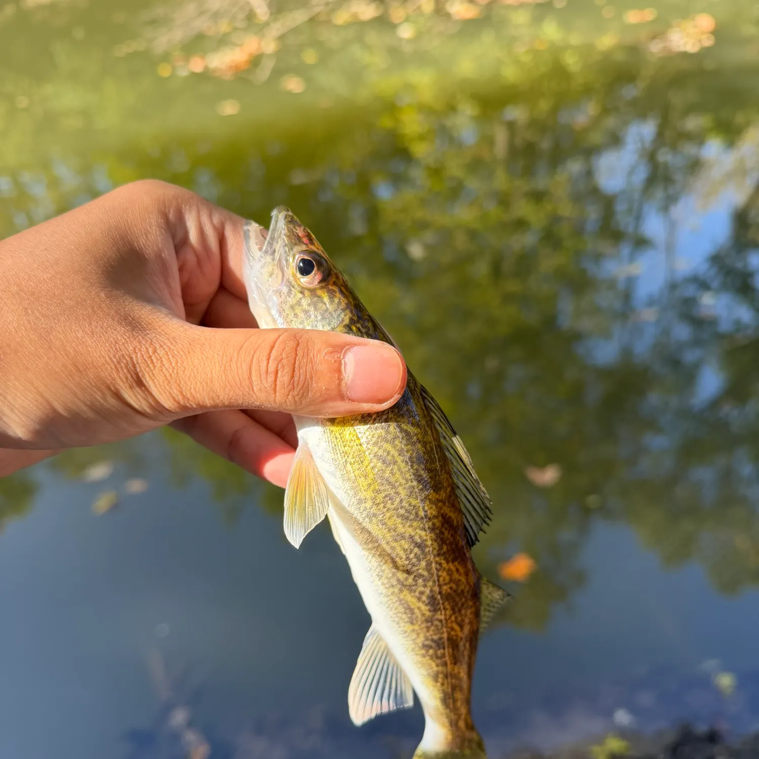 Sauger caught on Fishbrain