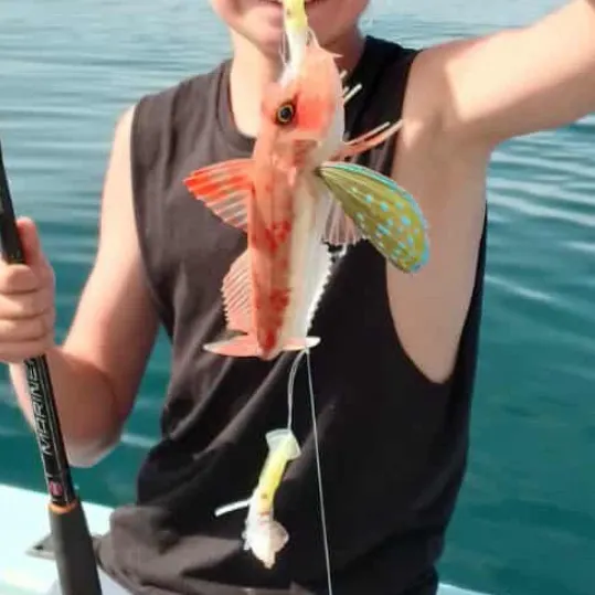 The most recent Surge wrasse catches on Fishbrain