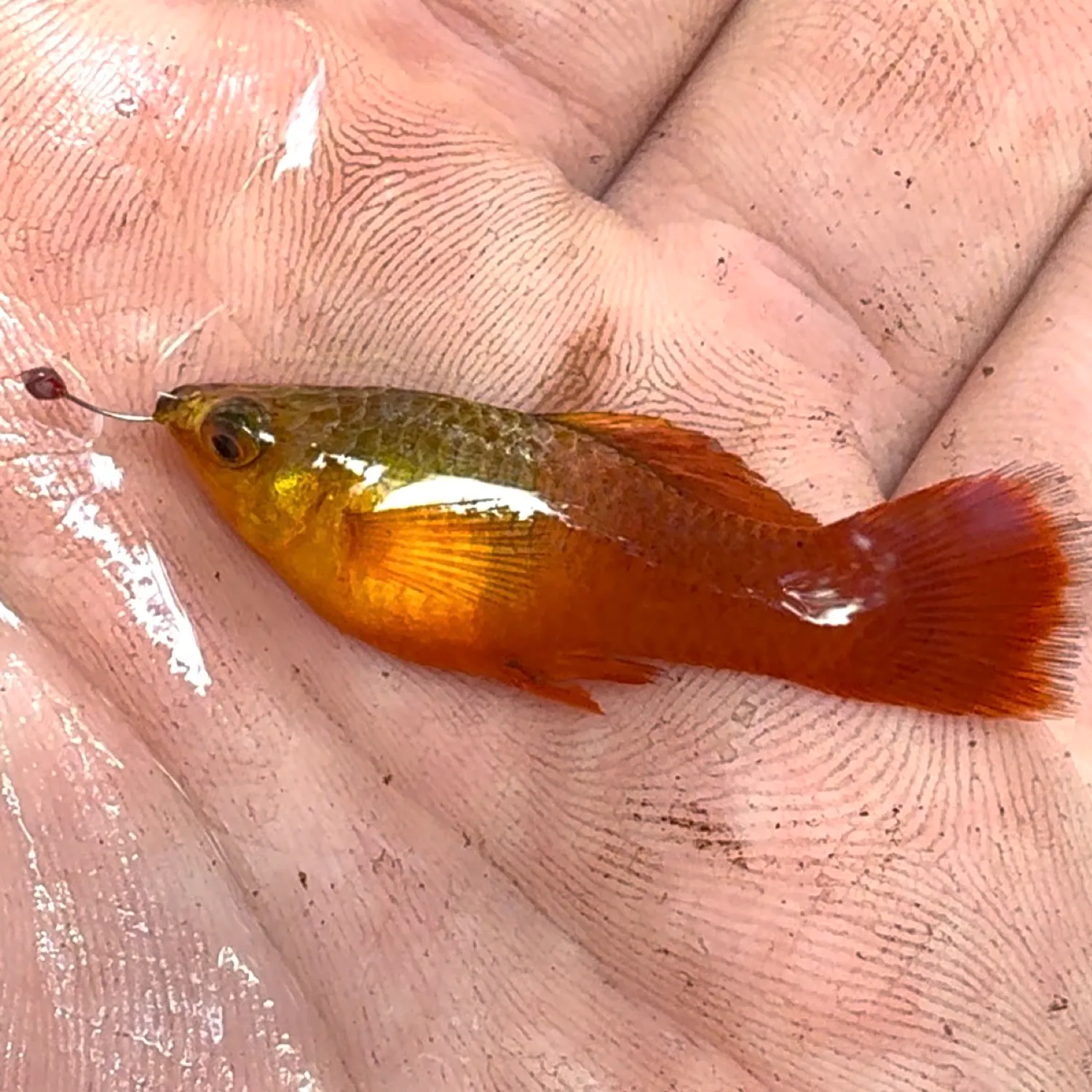 The most recent Variable platyfish catches on Fishbrain