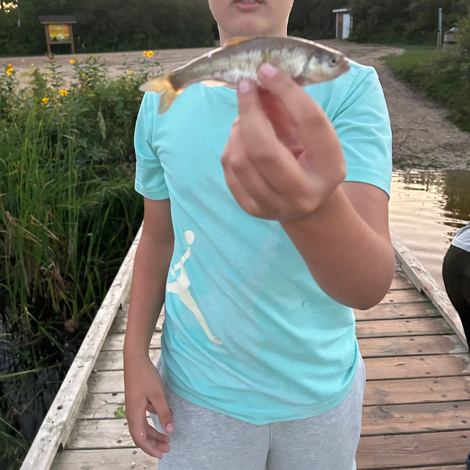 Common shiner caught on Fishbrain