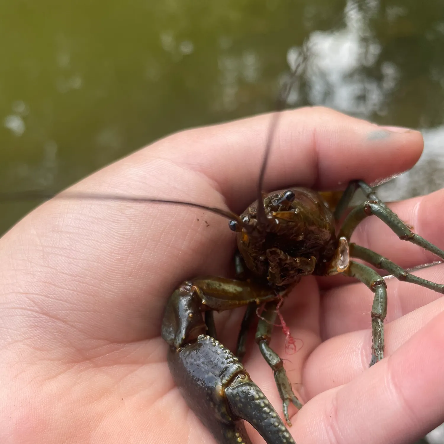 The most recent Rusty crayfish catches on Fishbrain