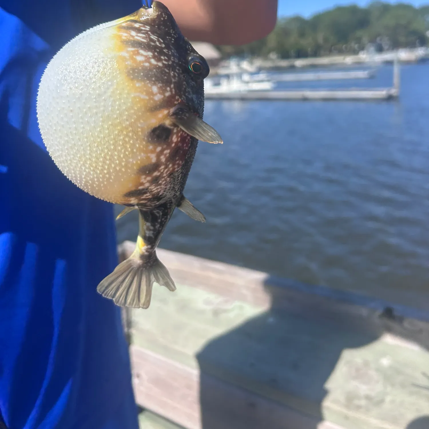 The most recent Spotted green pufferfish catches on Fishbrain