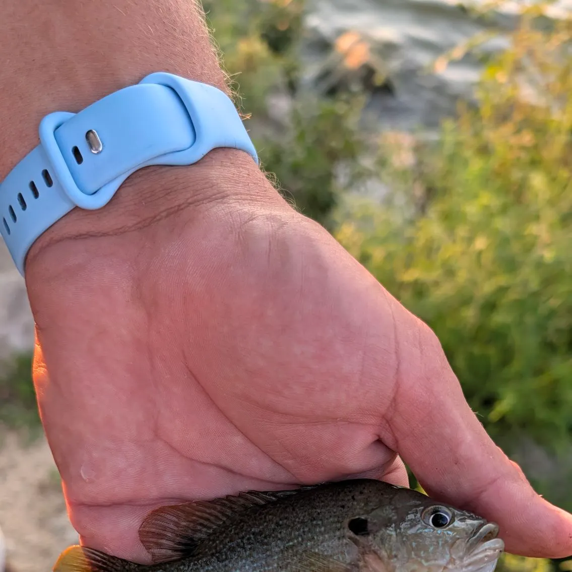 Bluegill caught on Fishbrain