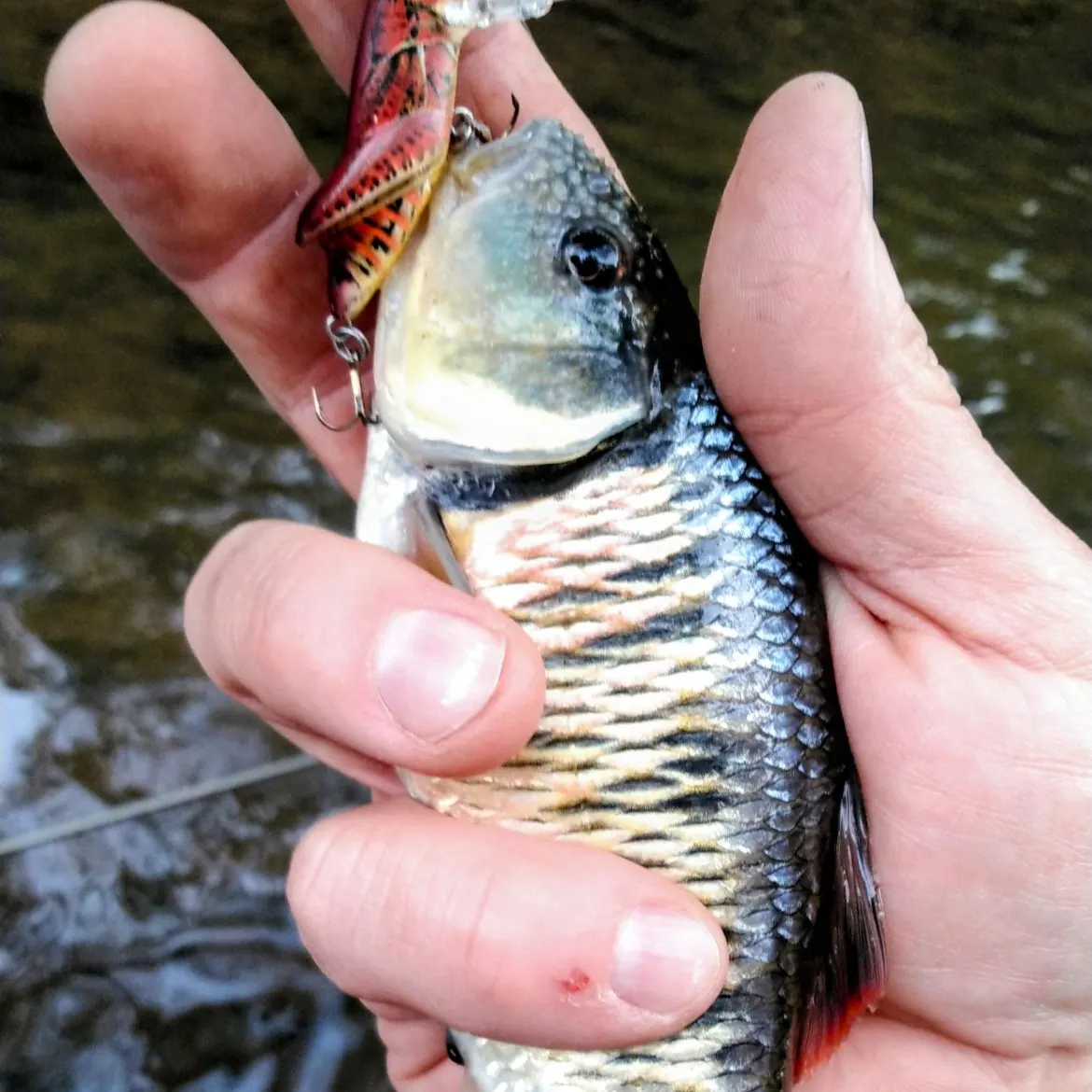 The most recent Striped shiner catches on Fishbrain