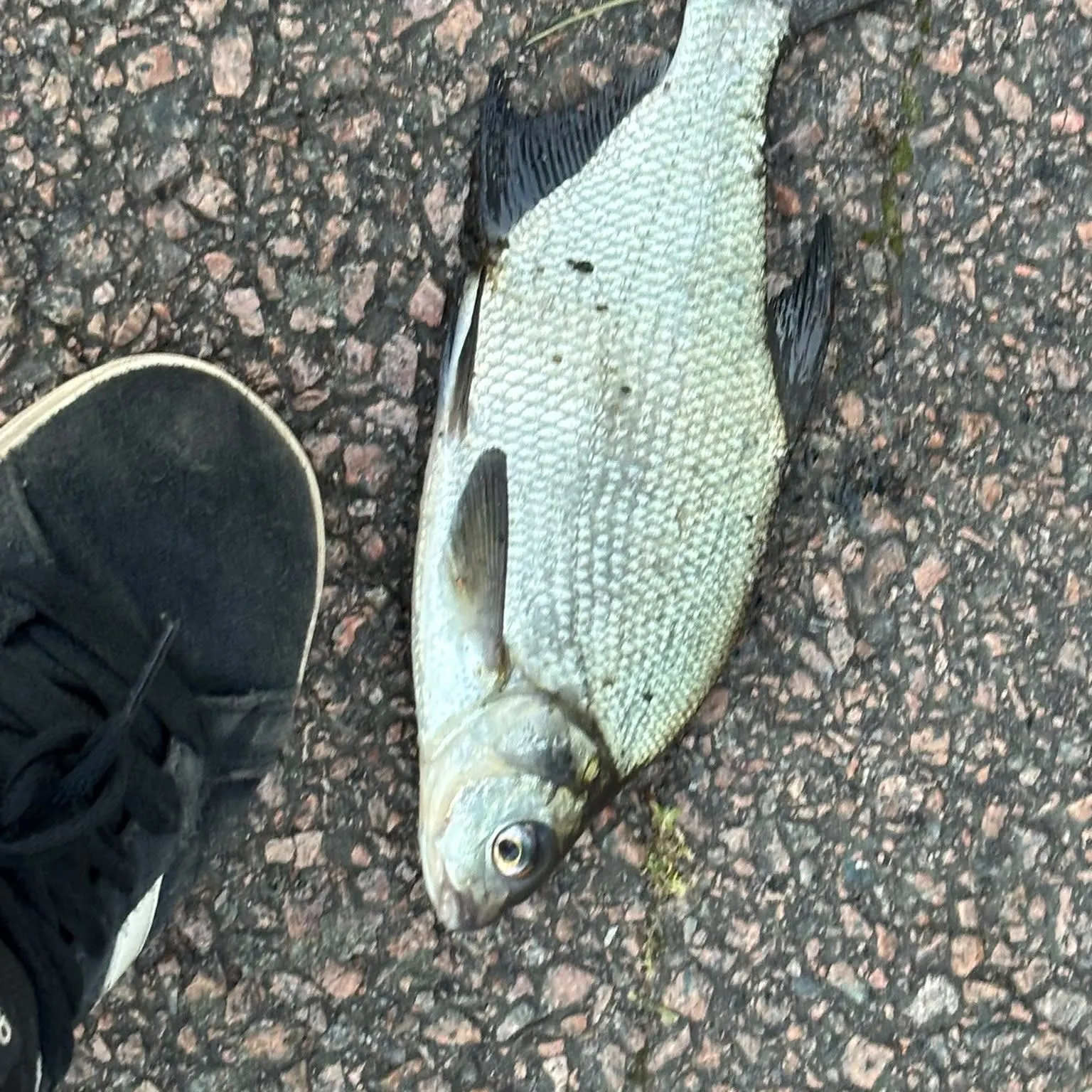 Common bream caught on Fishbrain