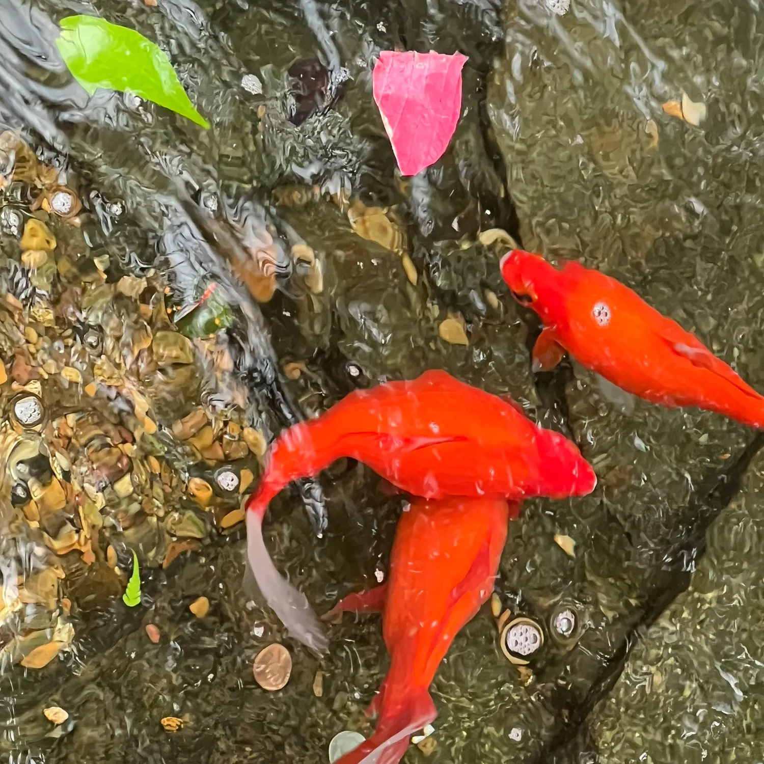 The most recent Goldfish catches on Fishbrain