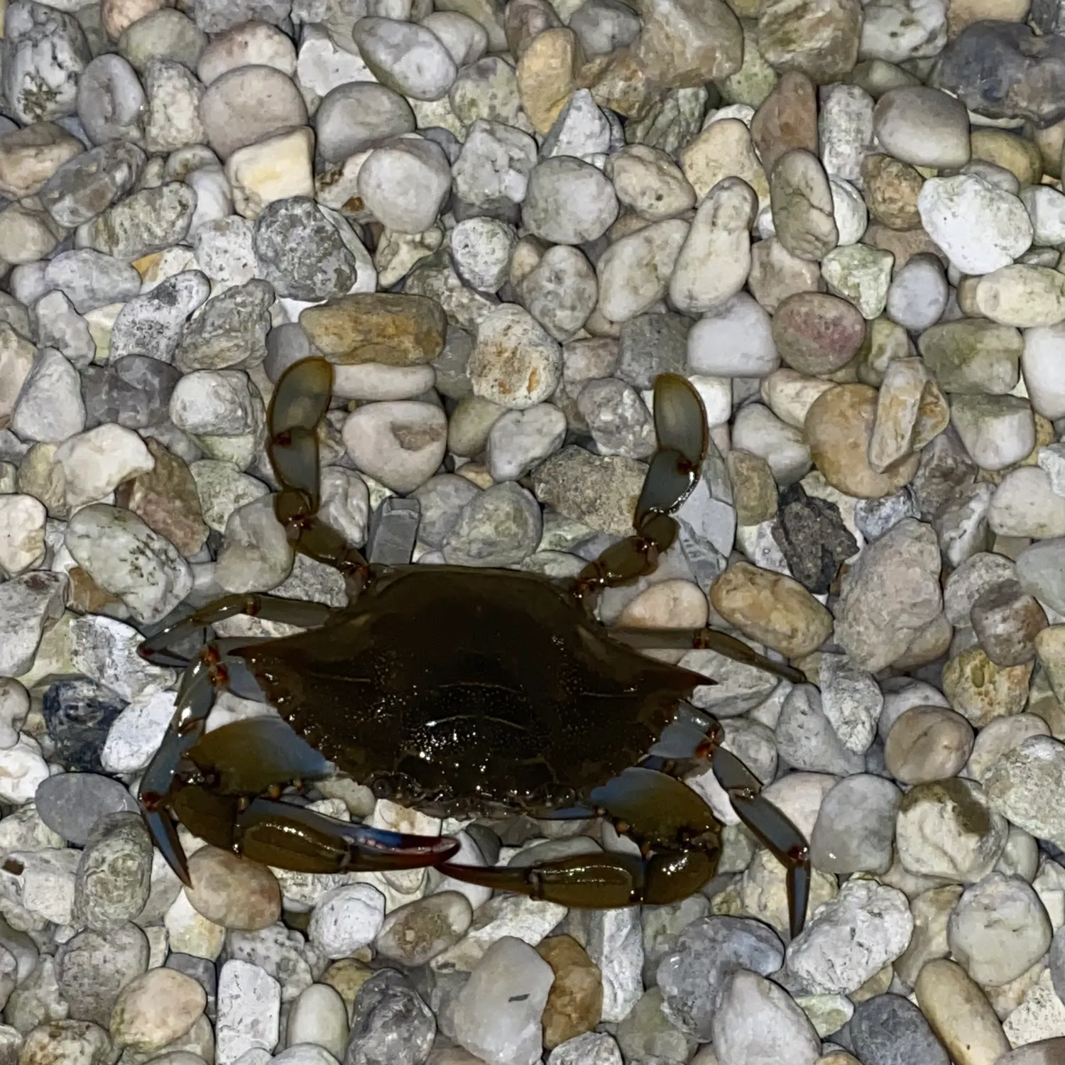 Blue crab caught on Fishbrain