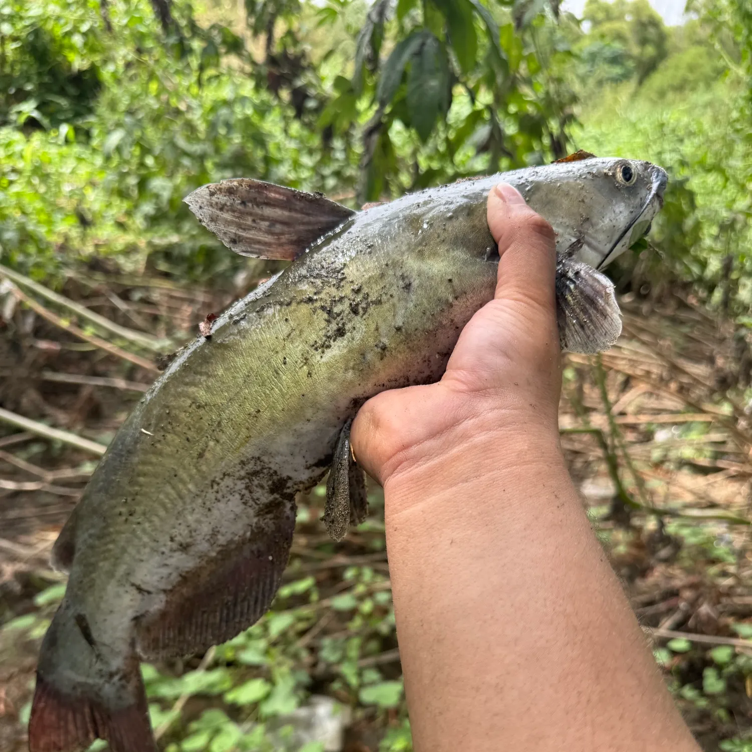 Channel catfish caught on Fishbrain