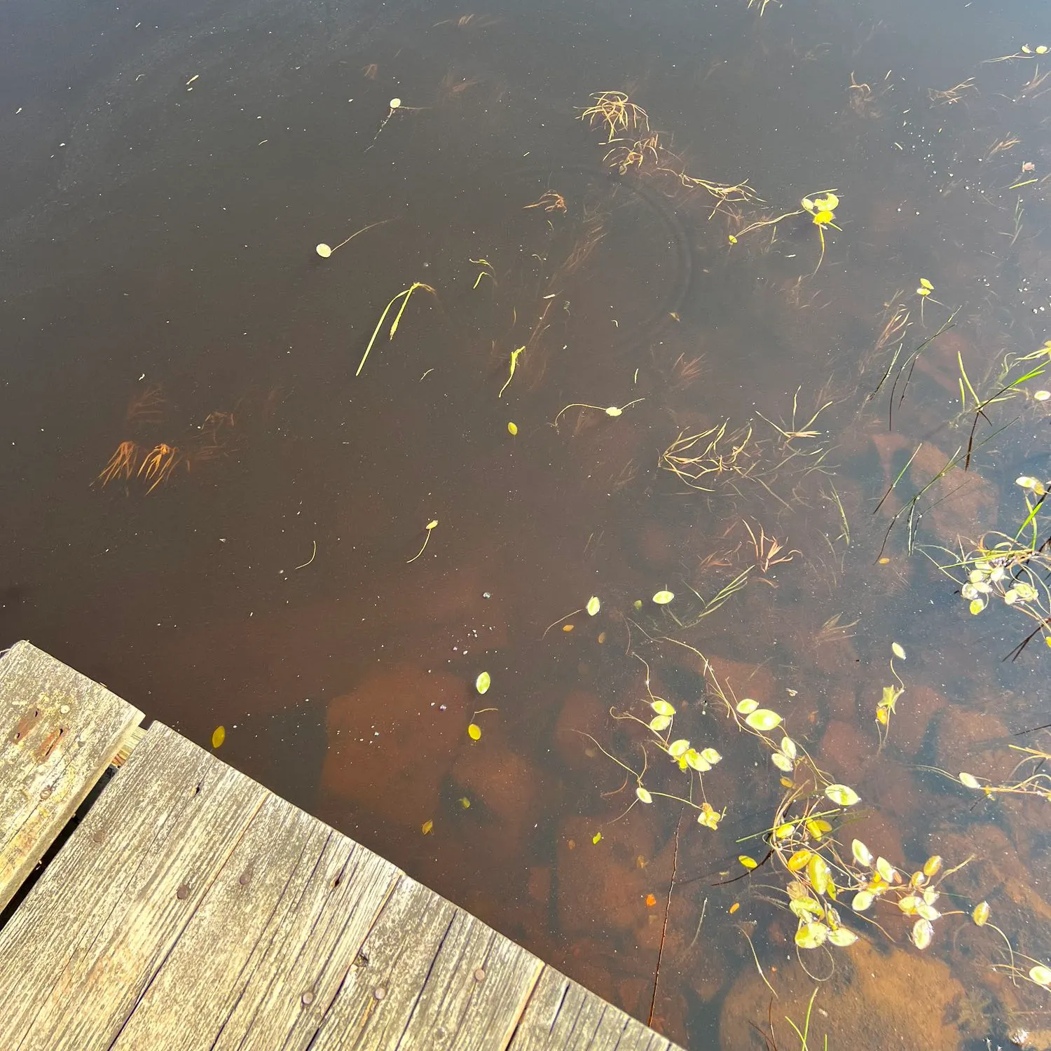 Brown bullhead caught on Fishbrain