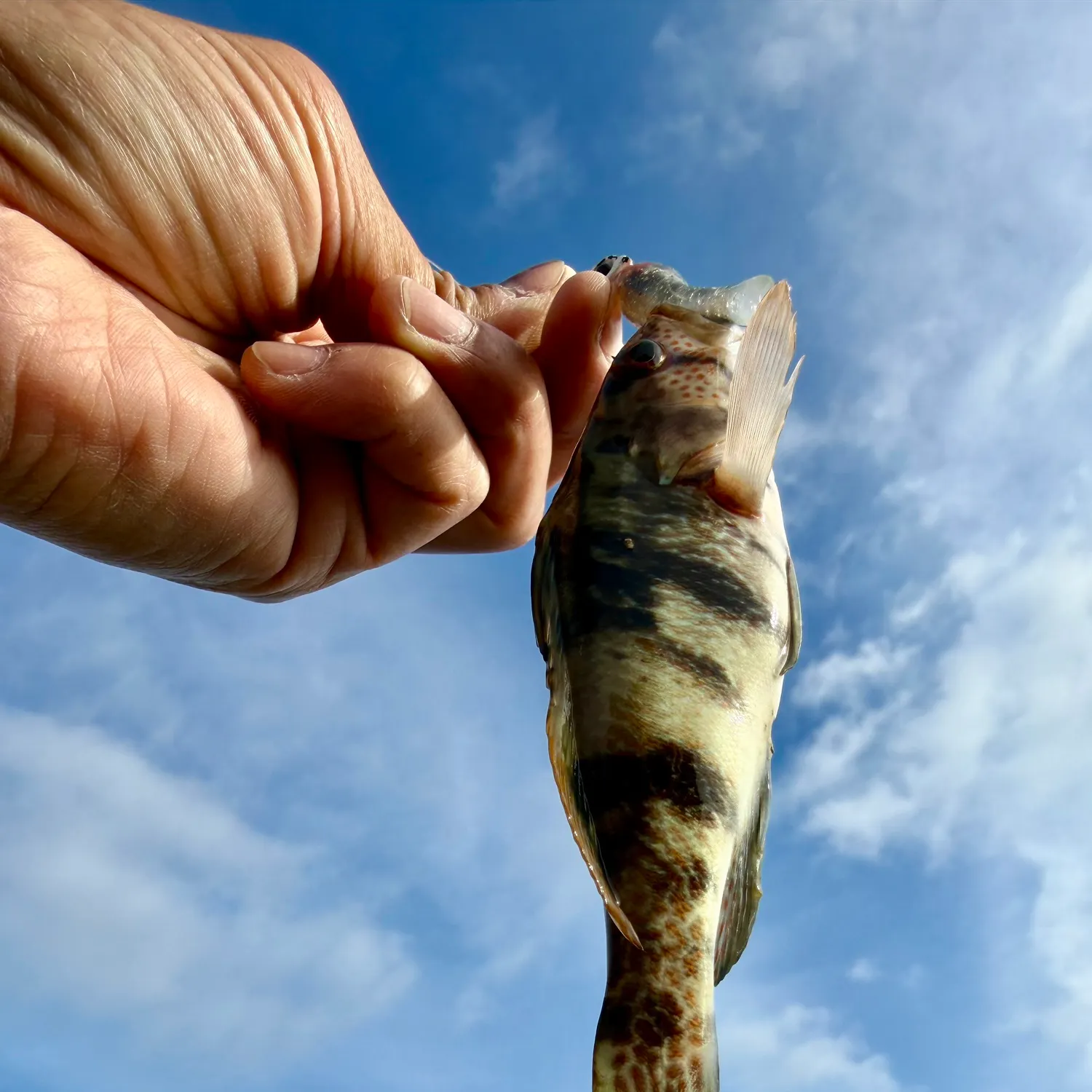 The most recent Kelp bass catches on Fishbrain