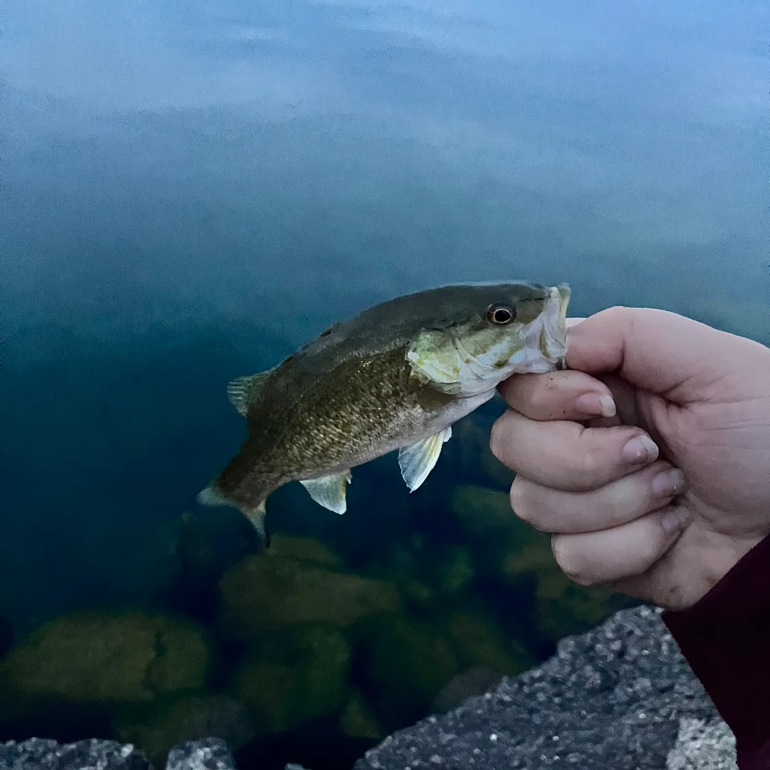 Smallmouth bass caught on Fishbrain