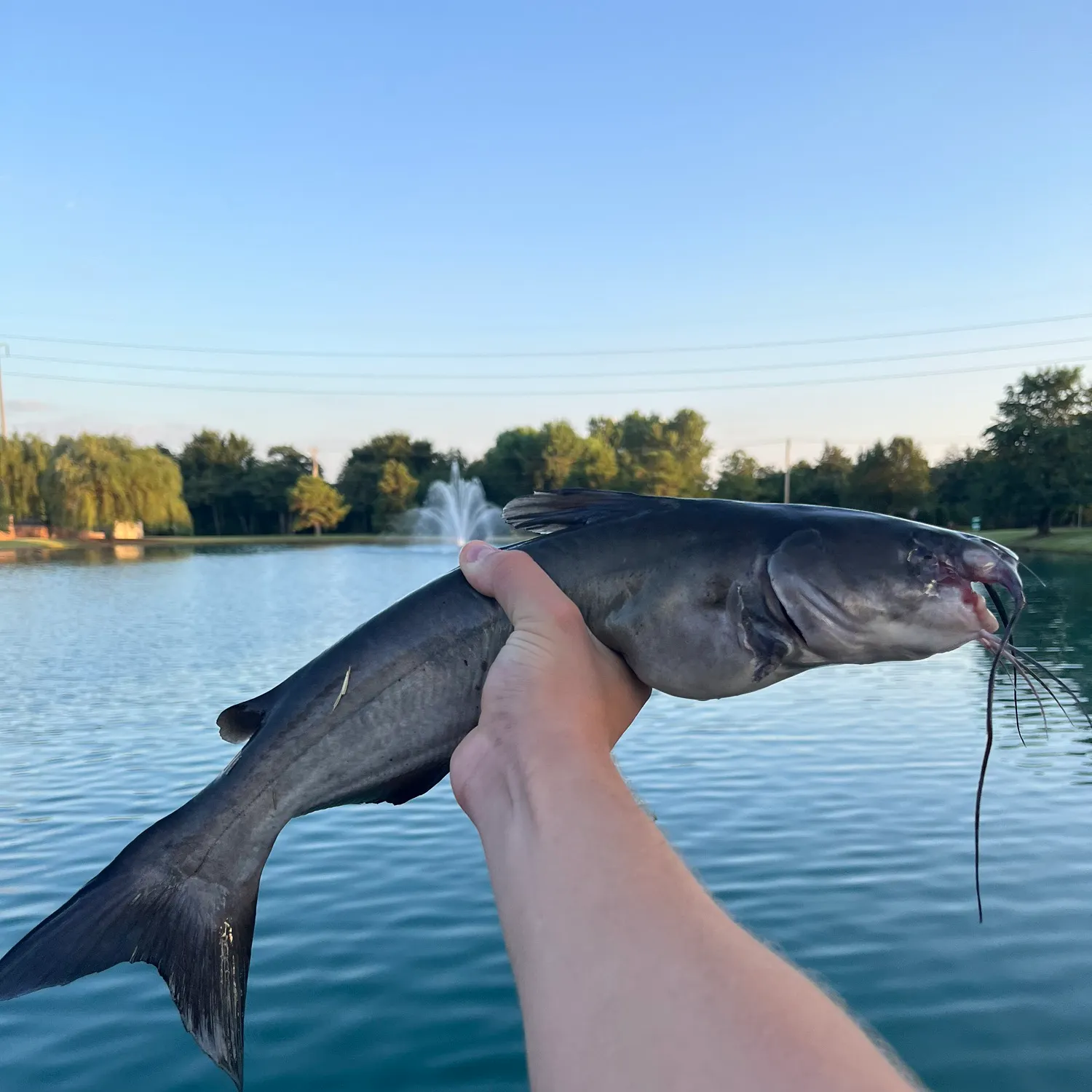 Channel catfish caught on Fishbrain