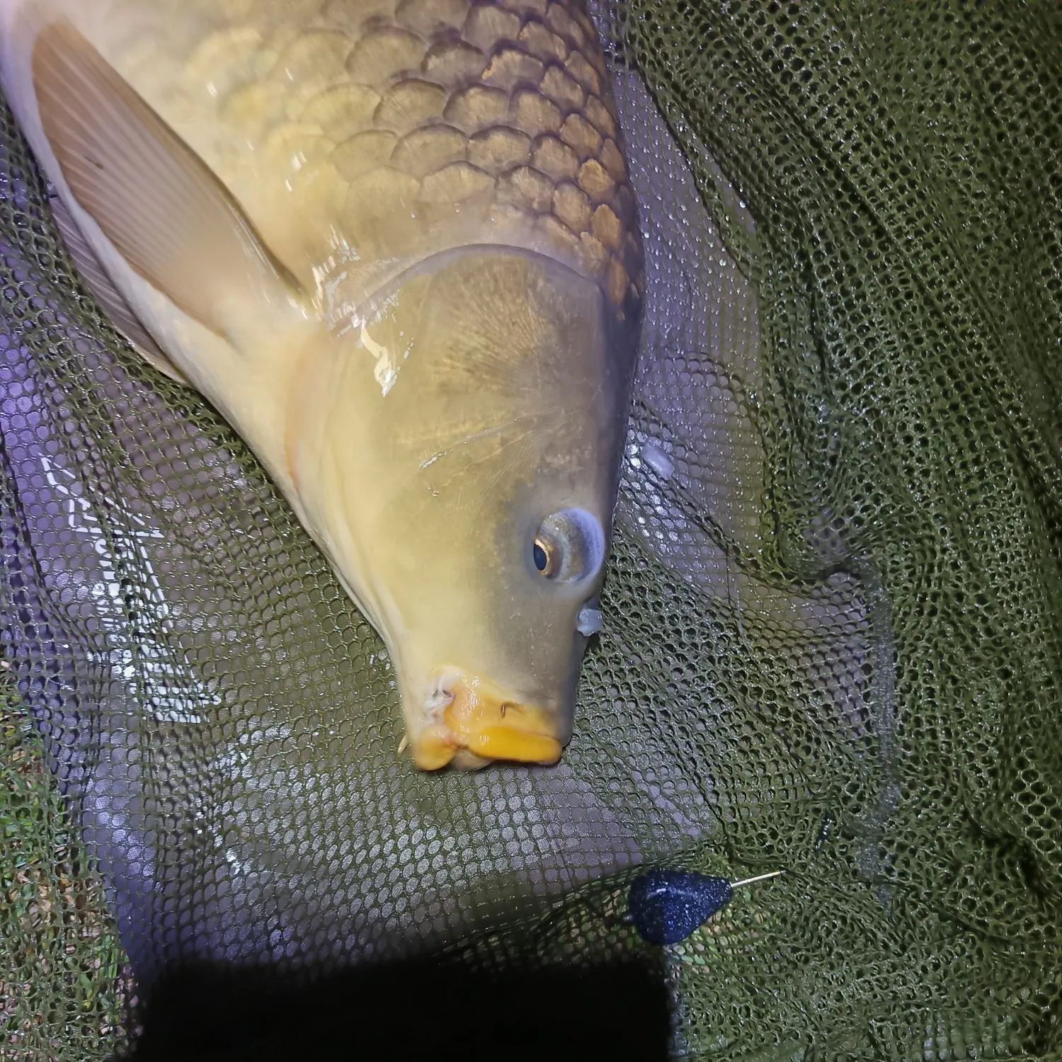Common carp caught on Fishbrain