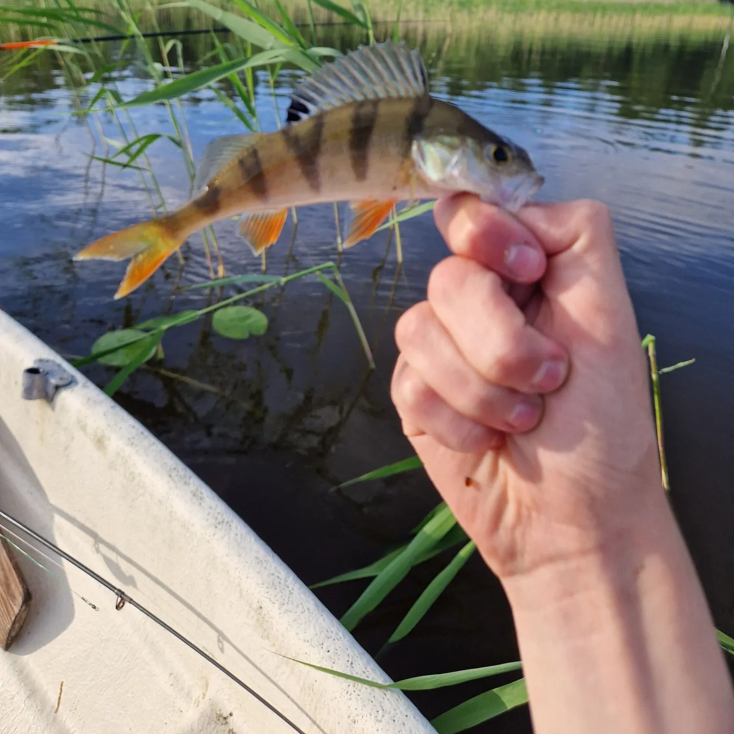 The most recent European perch catches on Fishbrain