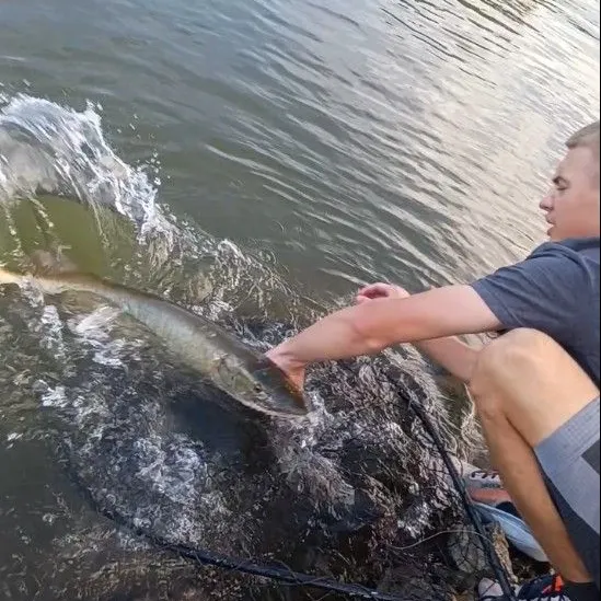 Muskie caught on Fishbrain