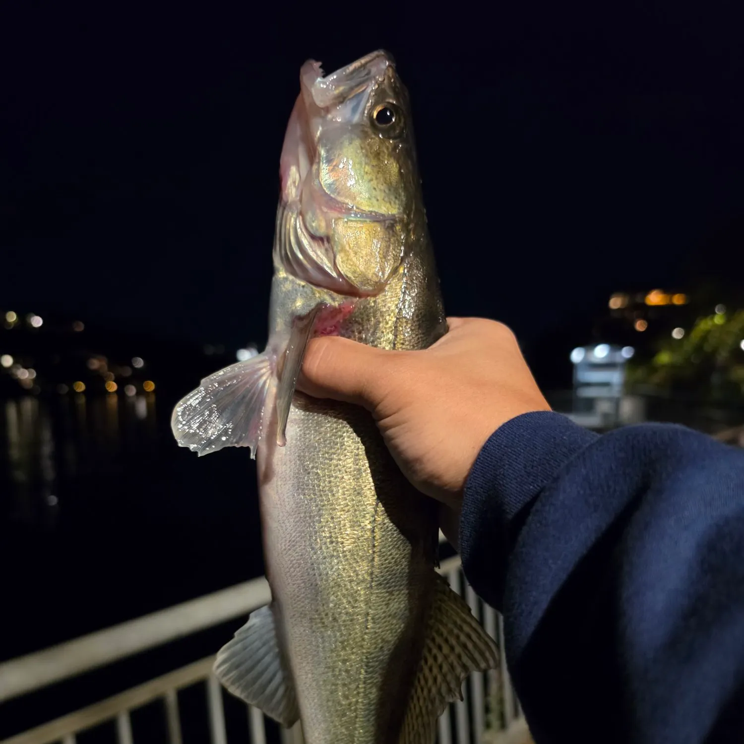 Zander caught on Fishbrain