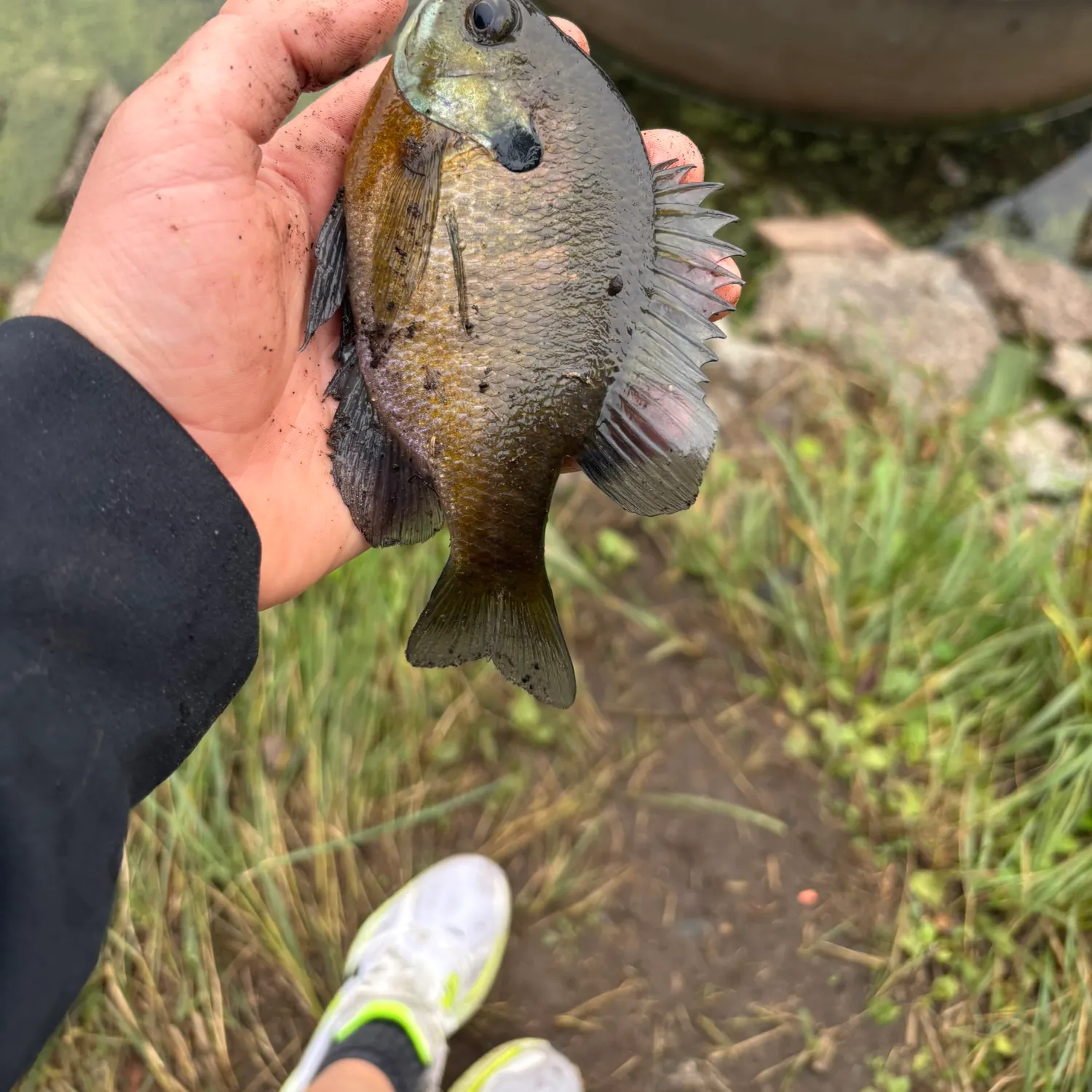 Bluegill caught on Fishbrain
