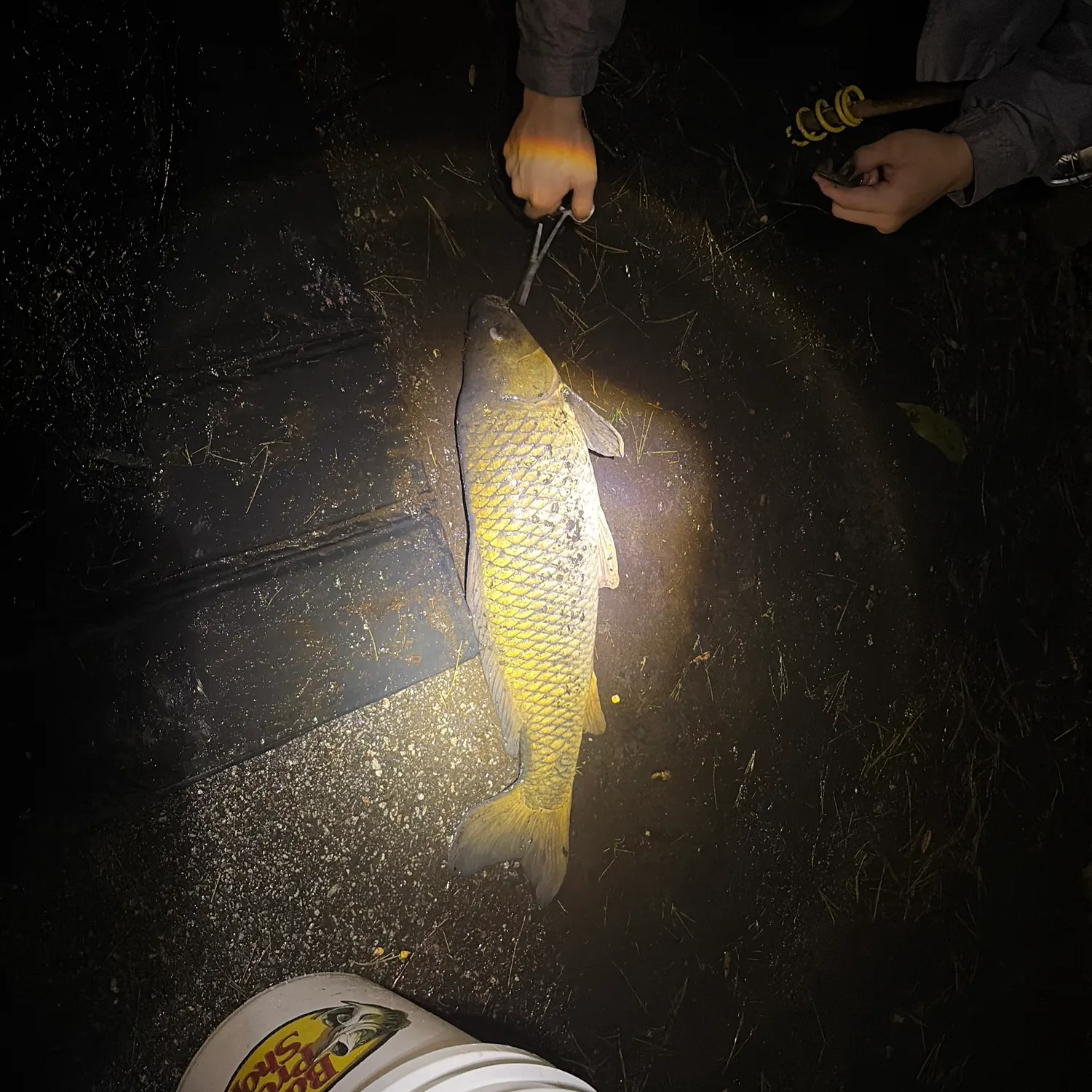 Common carp caught on Fishbrain
